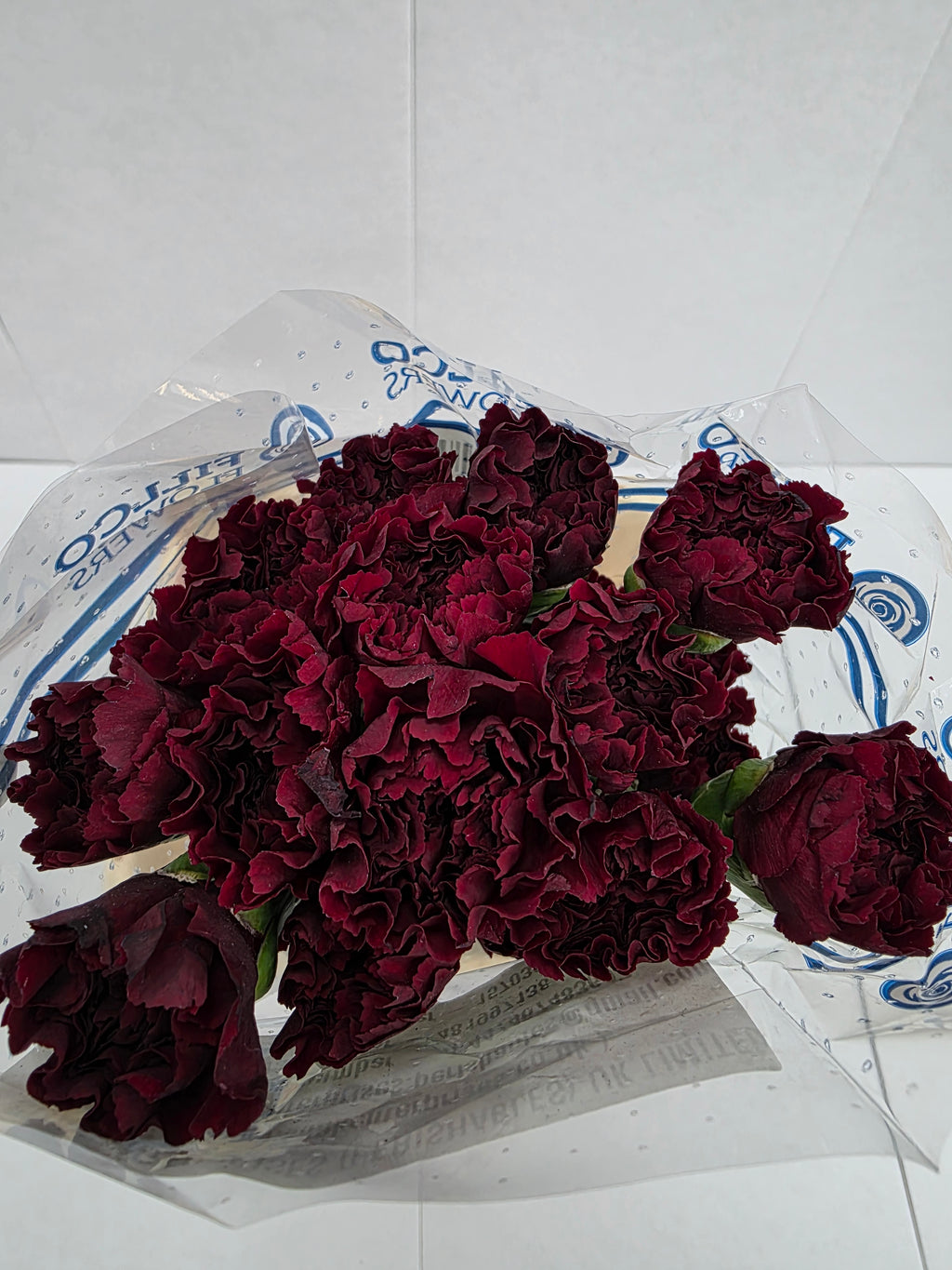 Farm Fresh Carnation Burgundy(Bunch of 25 stems, Length 70cm)
