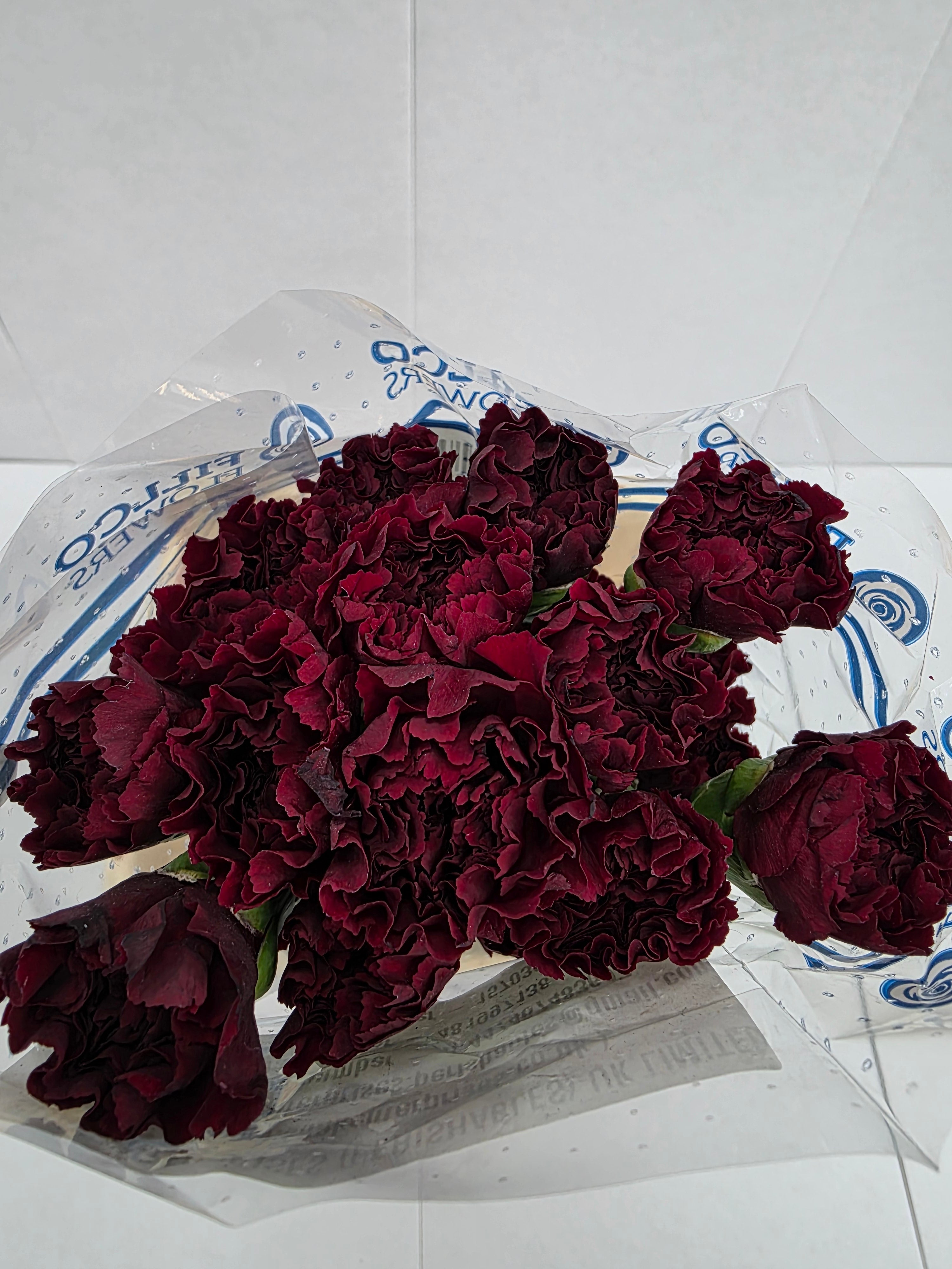 Farm Fresh Carnation Burgandy (Bunch of 25 stems, Length 70cm)