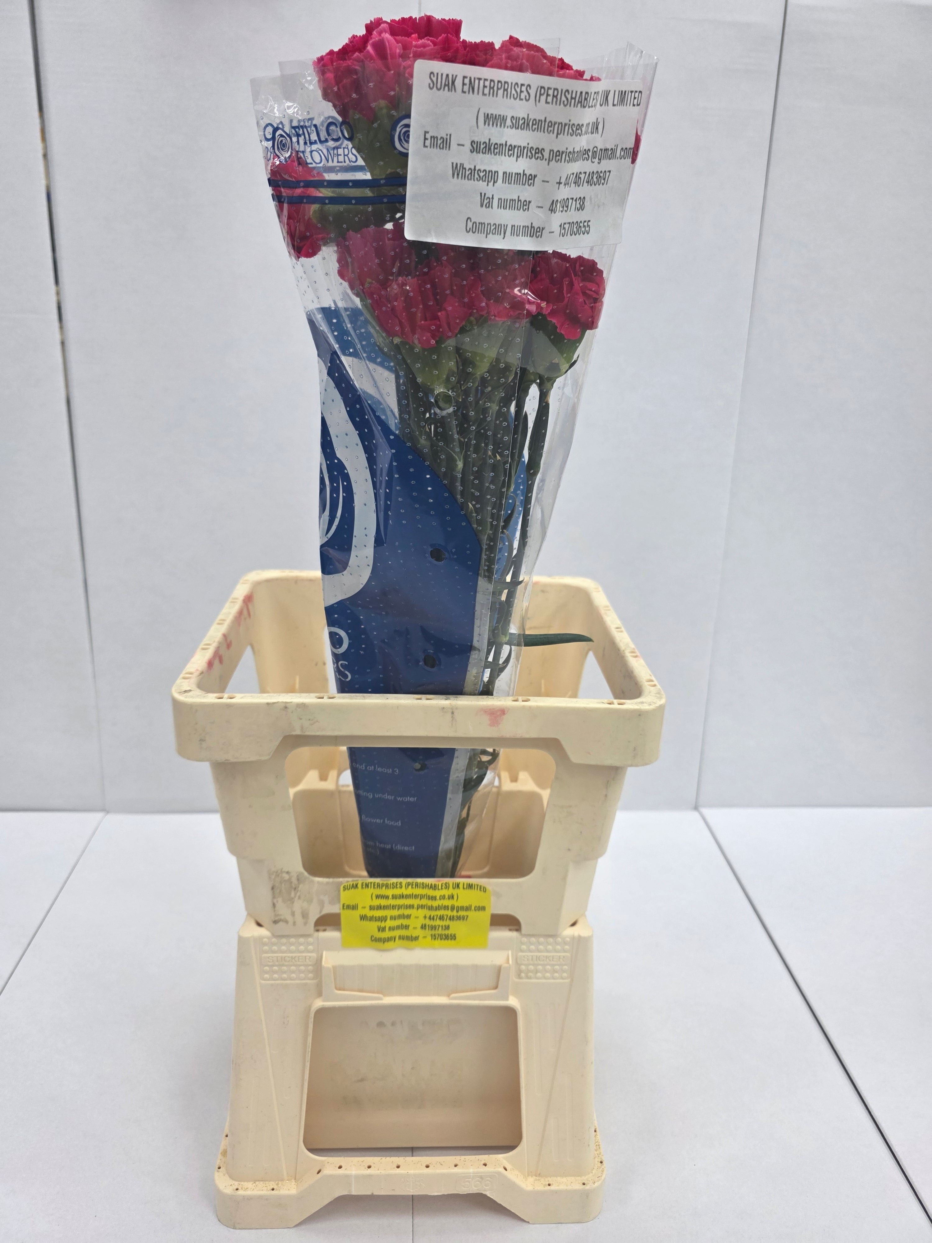 Farm Fresh Carnation Cerise(Bunch of 25 stems, Length 70cm)