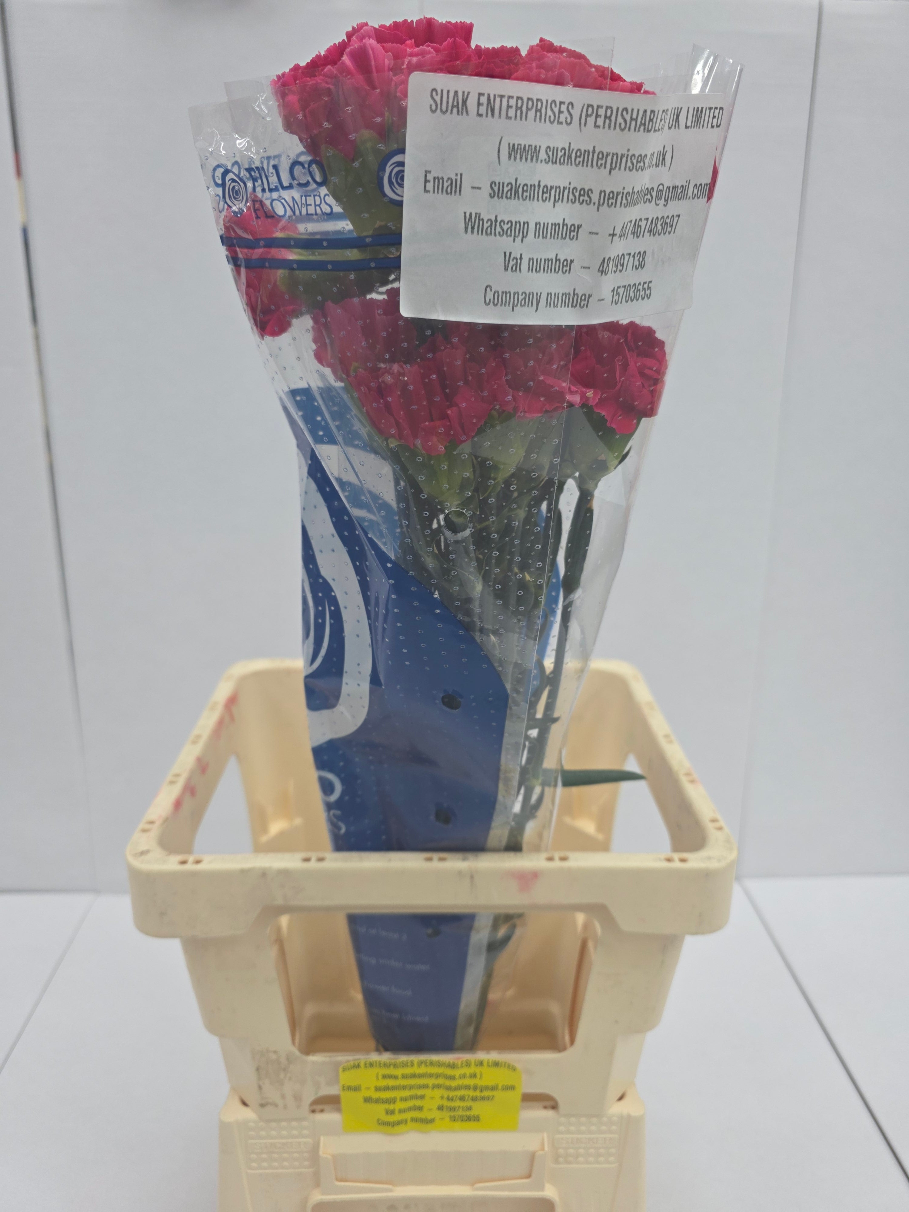Farm Fresh Carnation Cerise(Bunch of 25 stems, Length 70cm)