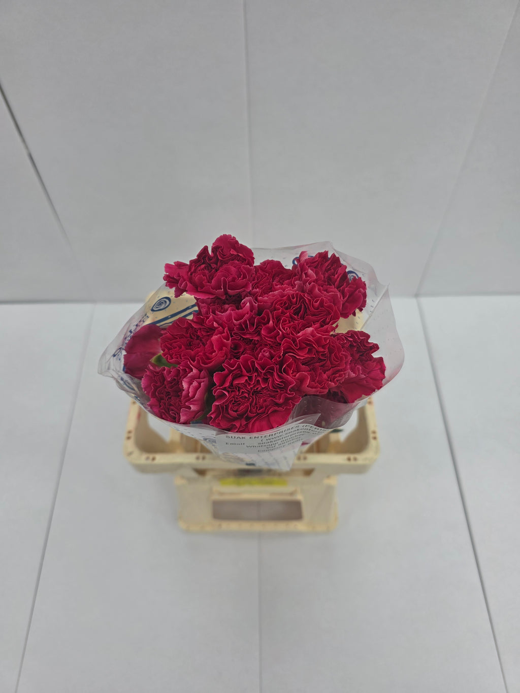 Farm Fresh Carnation Cerise(Bunch of 25 stems, Length 70cm)