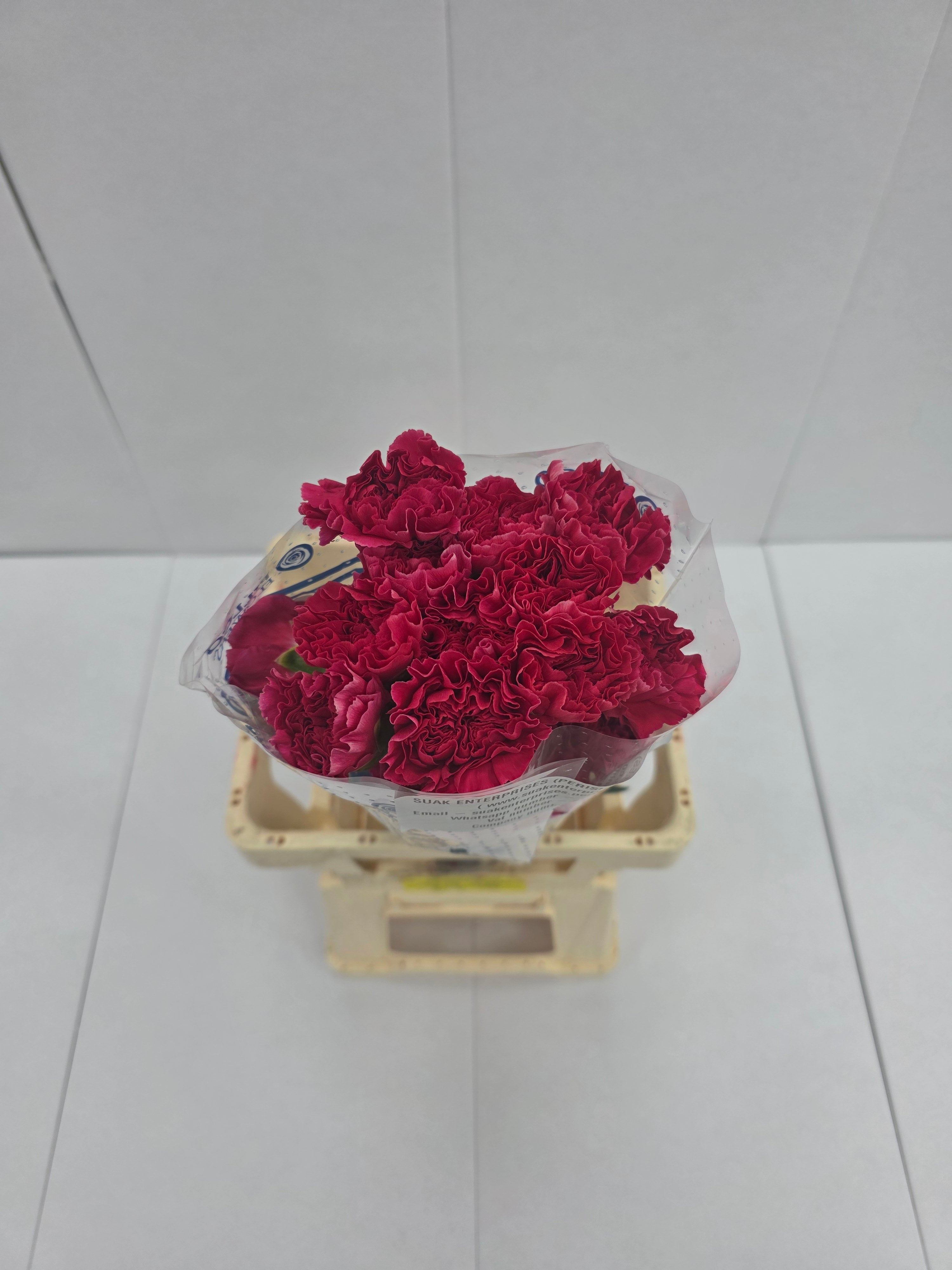 Farm Fresh Carnation Cerise(Bunch of 25 stems, Length 70cm)