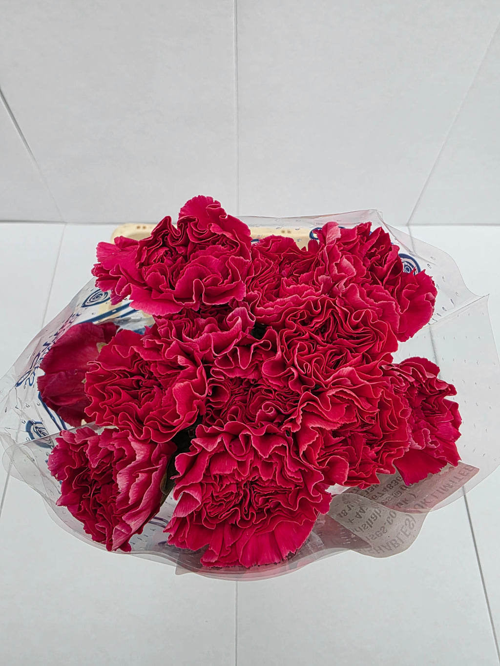 Farm Fresh Carnation Cerise(Bunch of 25 stems, Length 70cm)