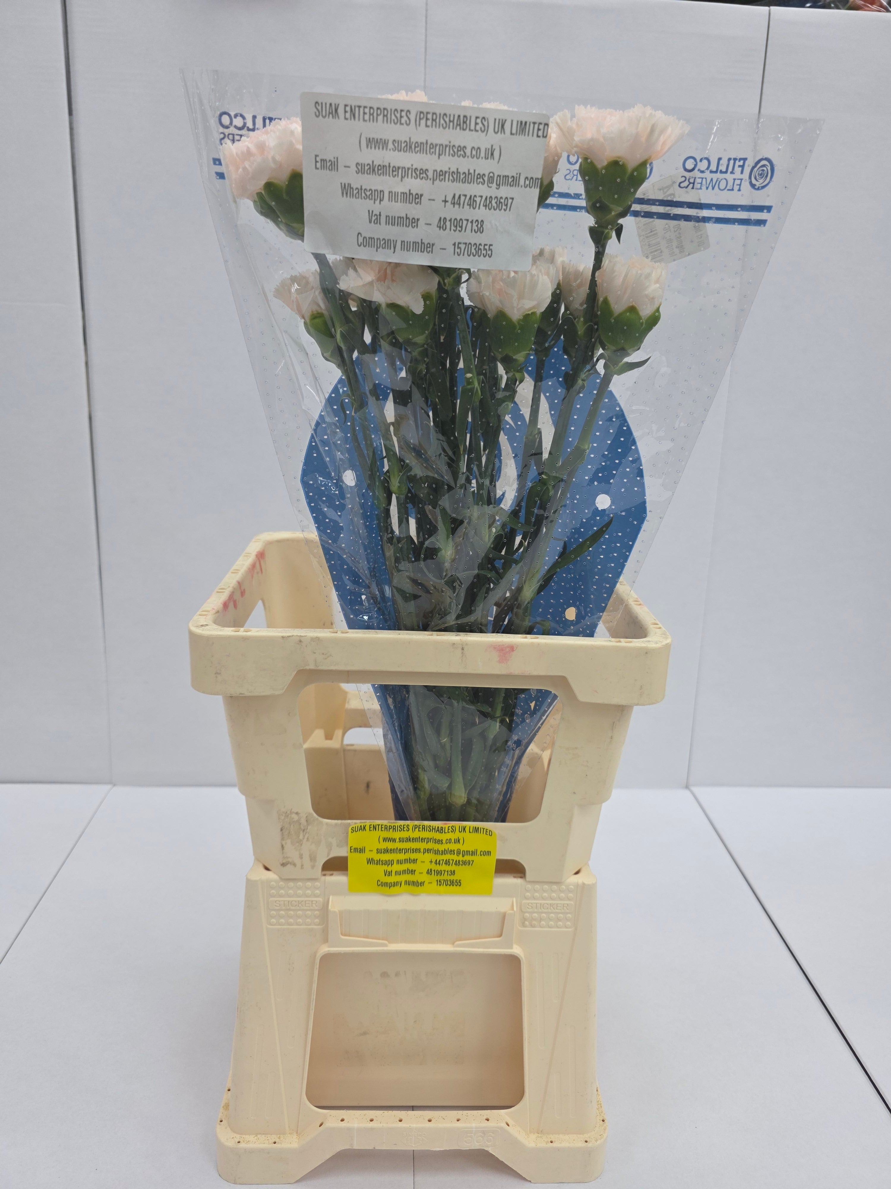 Farm Fresh Carnation Brut (Bunch of 25stems, Length 70cm)