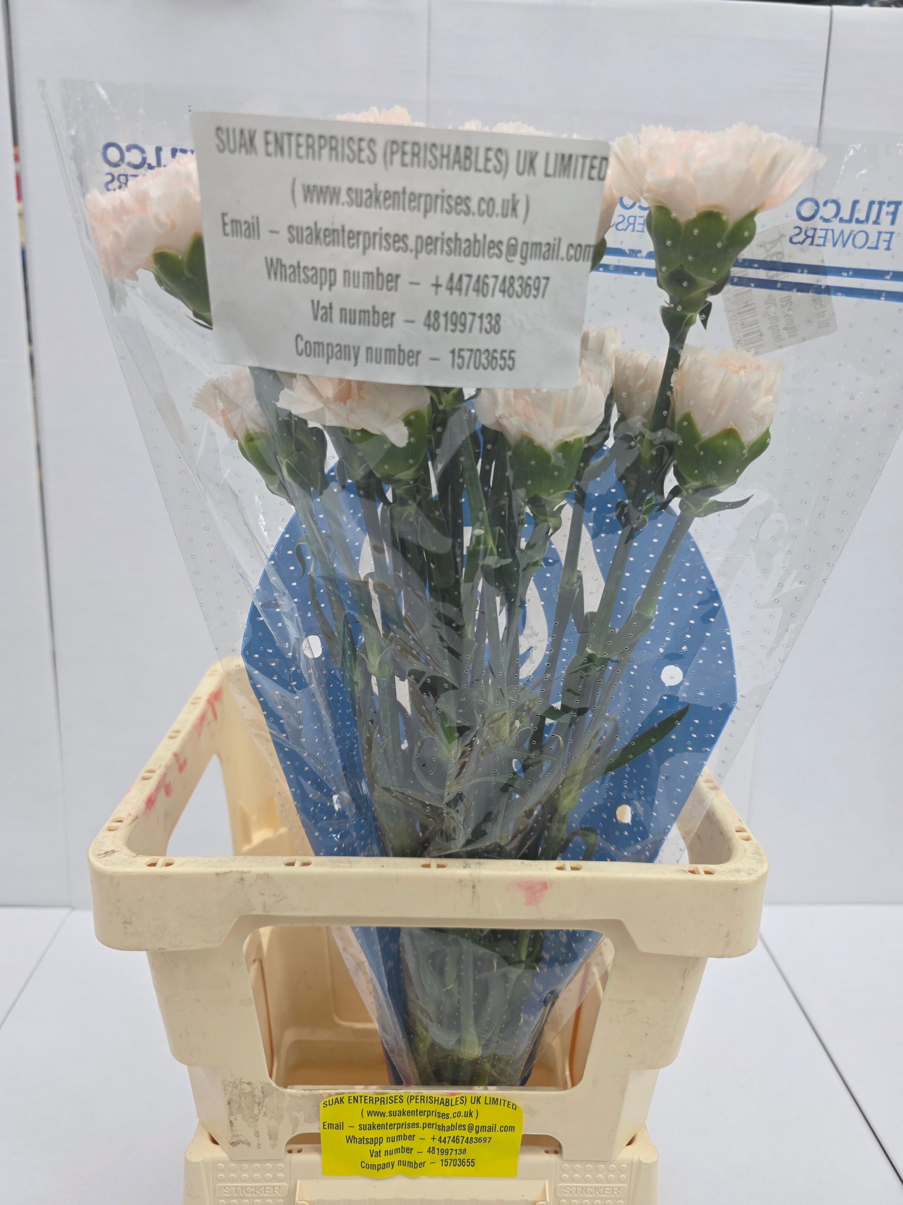 Farm Fresh Carnation Brut (Bunch of 25stems, Length 70cm)