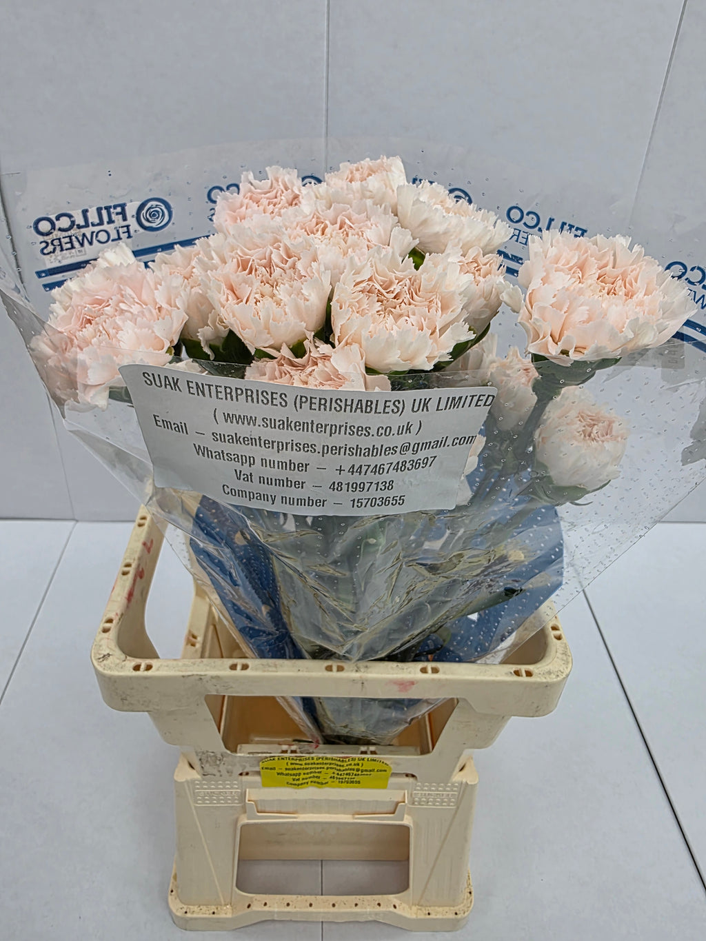 Farm Fresh Carnation Brut (Bunch of 25stems, Length 70cm)