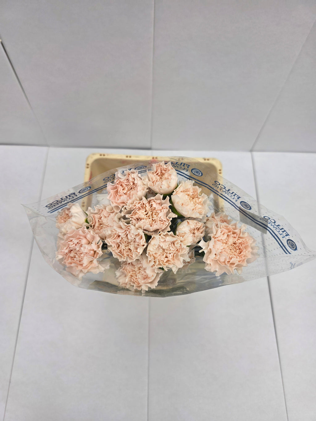 Farm Fresh Carnation Brut (Bunch of 25stems, Length 70cm)