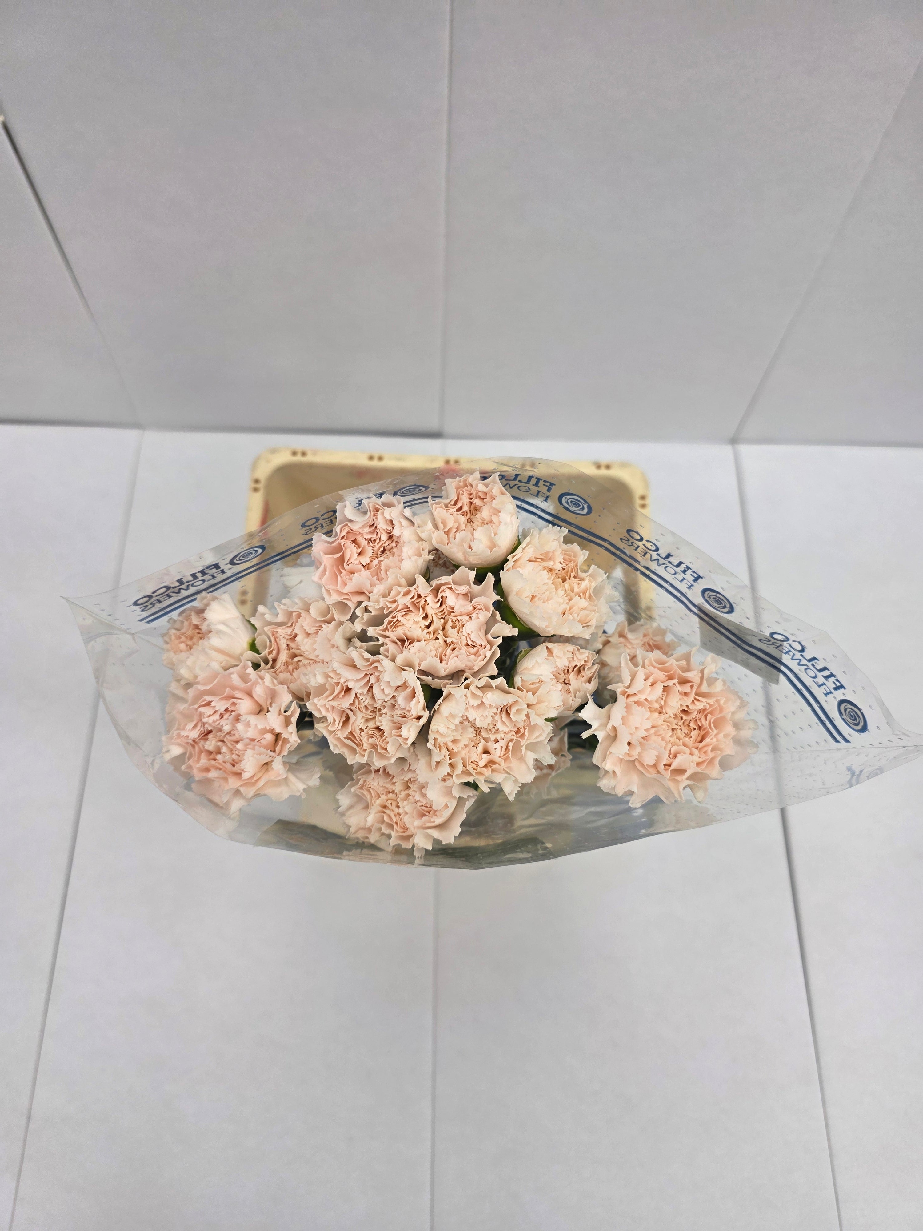 Farm Fresh Carnation Brut (Bunch of 25stems, Length 70cm)