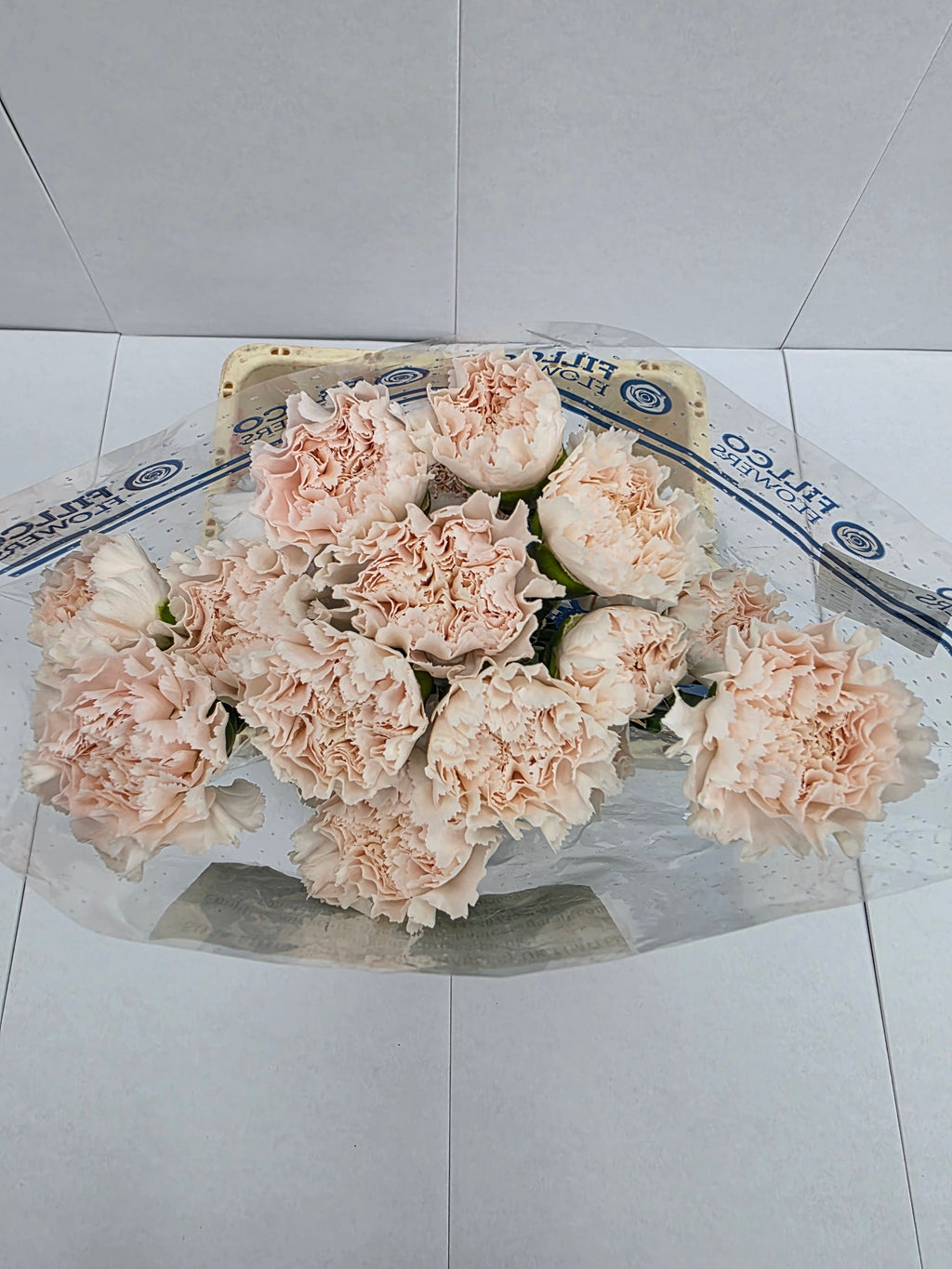 Farm Fresh Carnation Brut (Bunch of 25stems, Length 70cm)