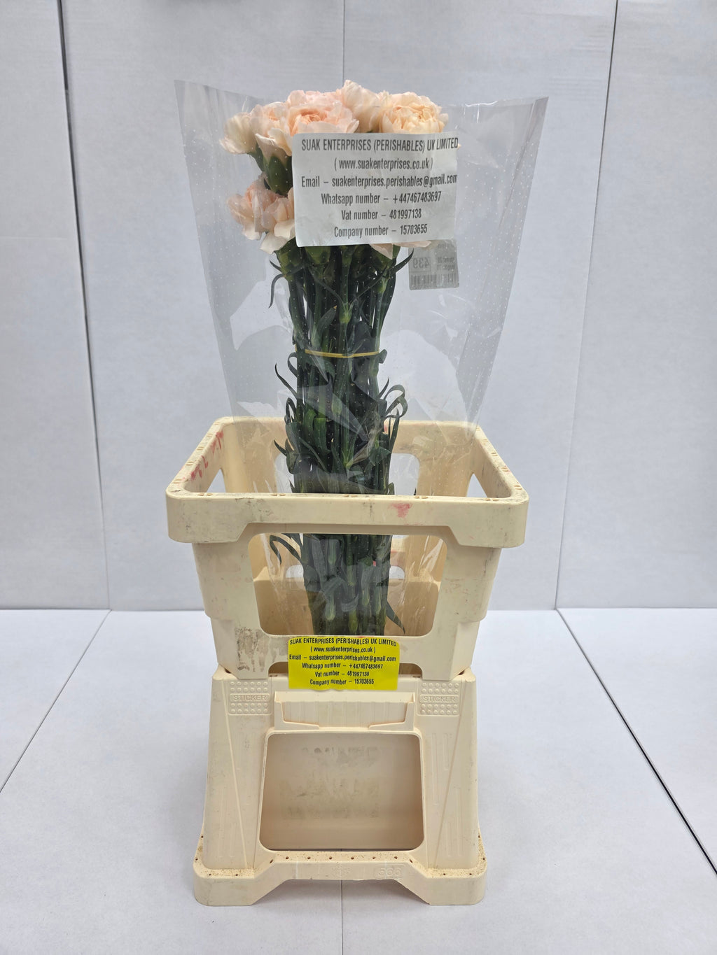 Farm Fresh Carnation Epoca(Bunch of 20 stems, Length 70cm)