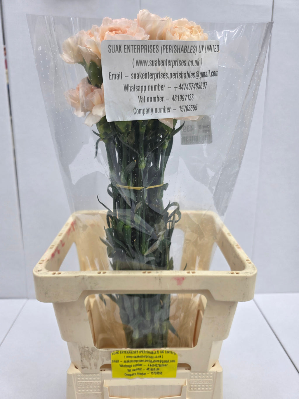 Farm Fresh Carnation Epoca(Bunch of 20 stems, Length 70cm)