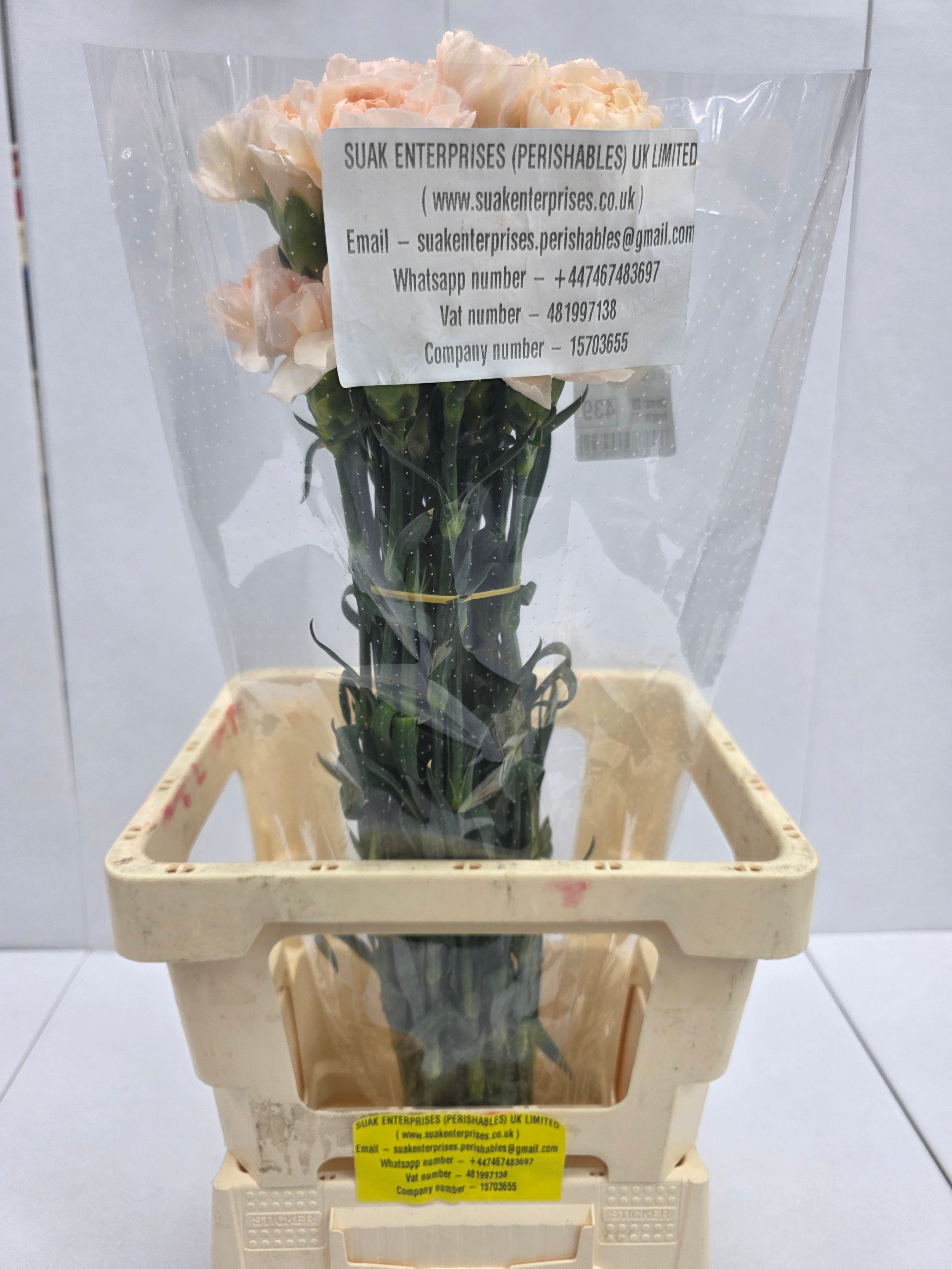 Farm Fresh Carnation Epoca(Bunch of 20 stems, Length 70cm)