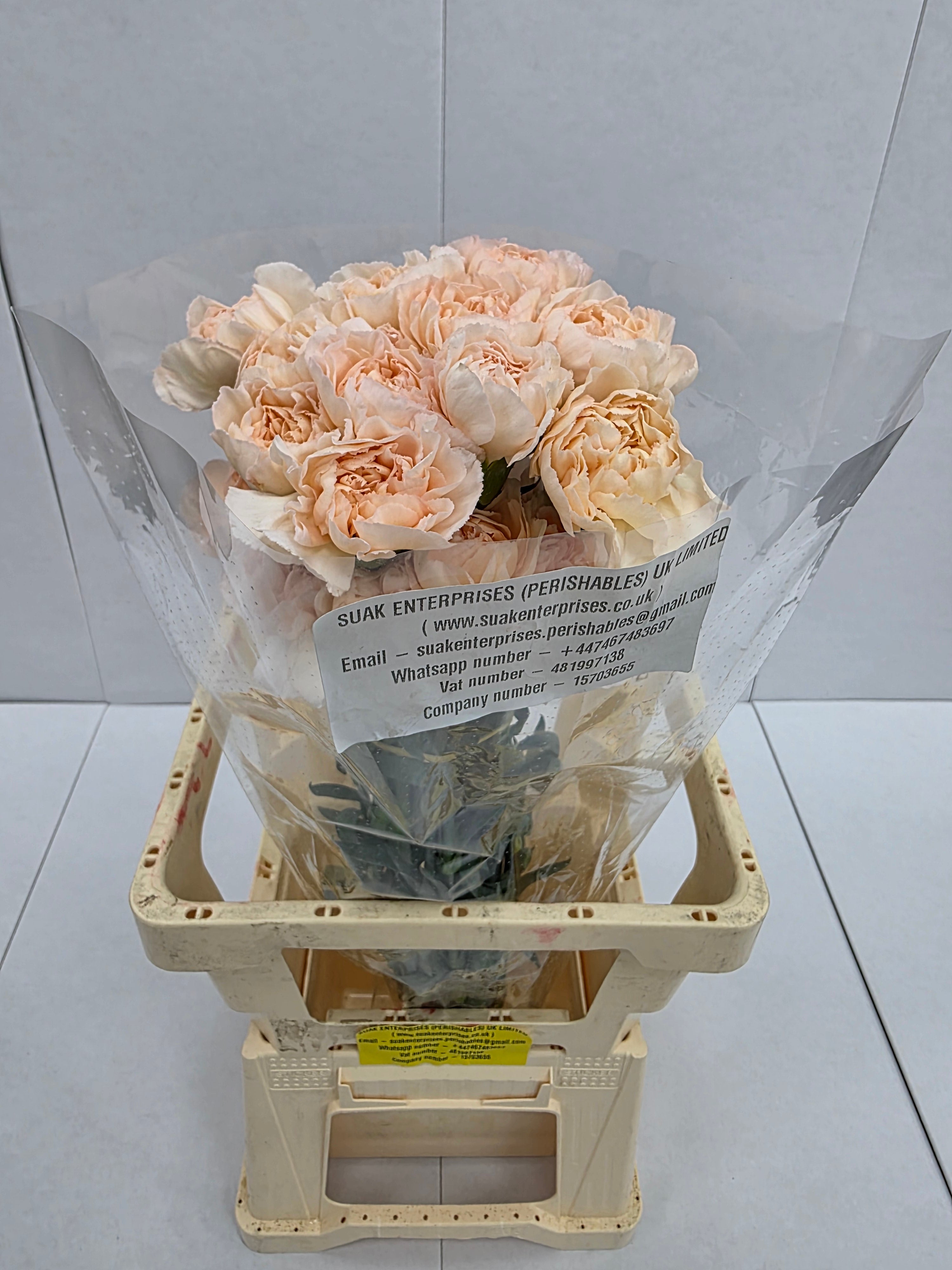 Farm Fresh Carnation Epoca(Bunch of 20 stems, Length 70cm)