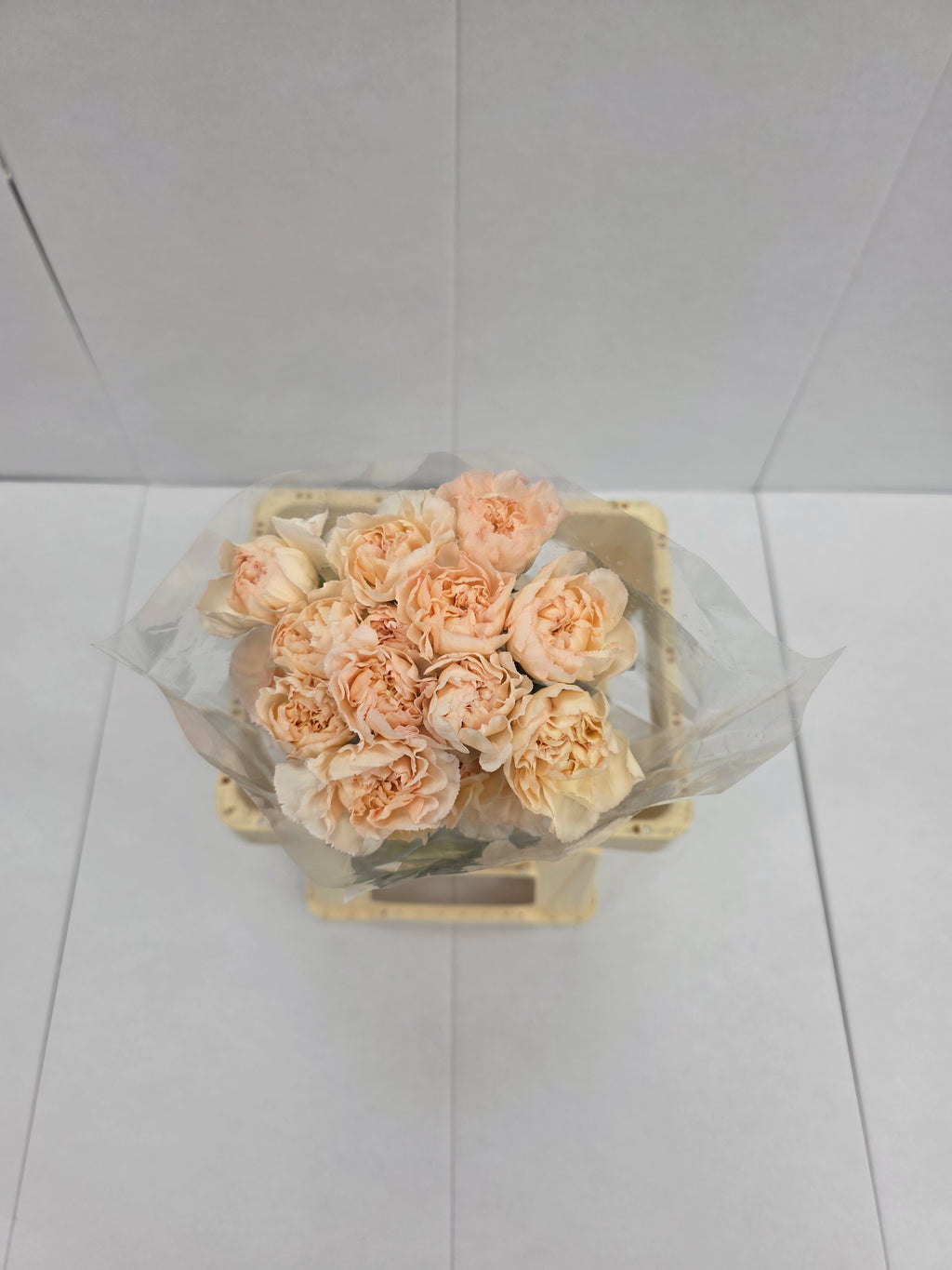 Farm Fresh Carnation Epoca(Bunch of 20 stems, Length 70cm)