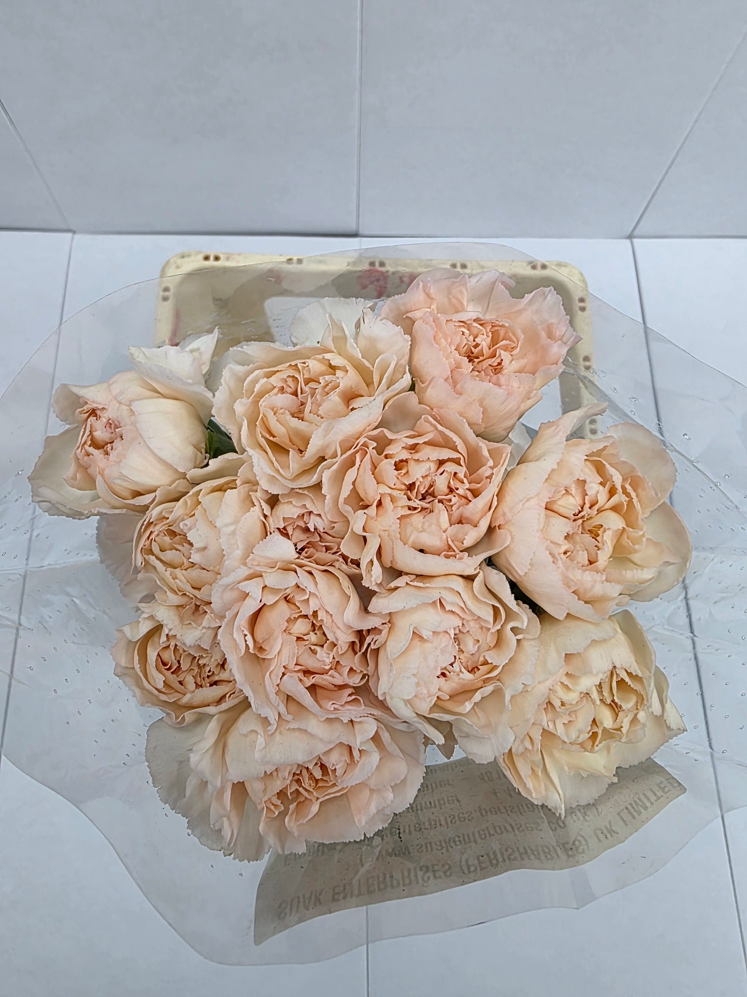 Farm Fresh Carnation Epoca(Bunch of 20 stems, Length 70cm)