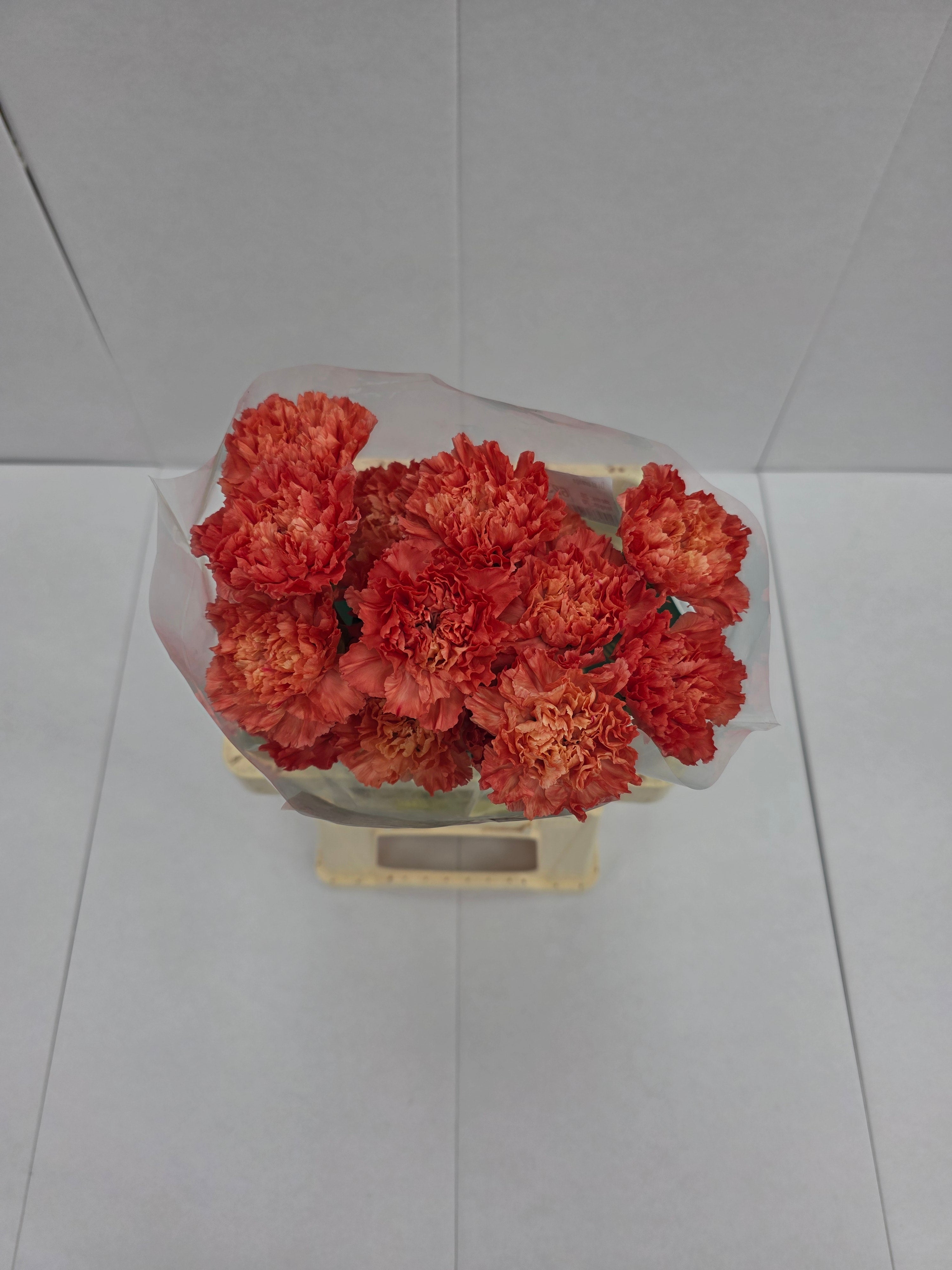 Farm Fresh Carnation Orange(Bunch of 20stems, Length 70cm)