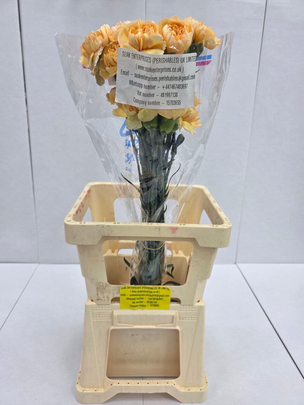 Farm Fresh Carnation Gold(Bunch of 25 stems, Length 70cm)