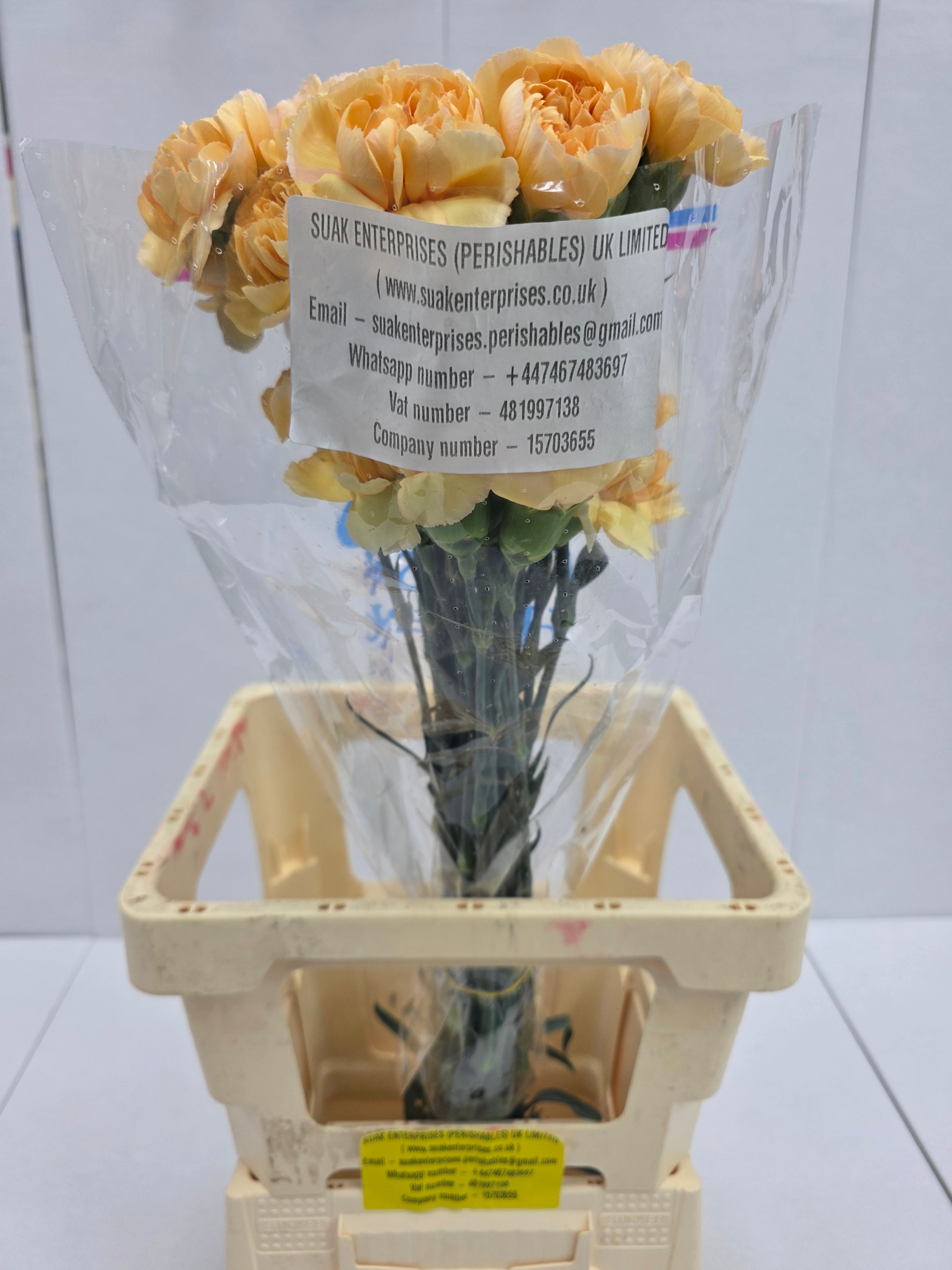 Farm Fresh Carnation Gold(Bunch of 25 stems, Length 70cm)