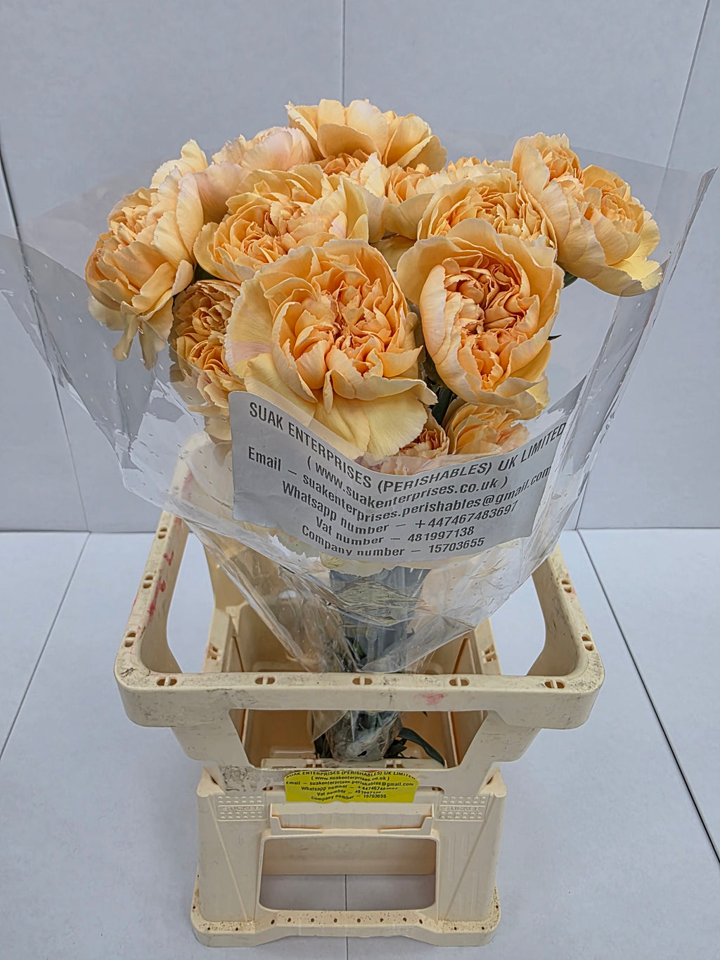 Farm Fresh Carnation Gold(Bunch of 25 stems, Length 70cm)