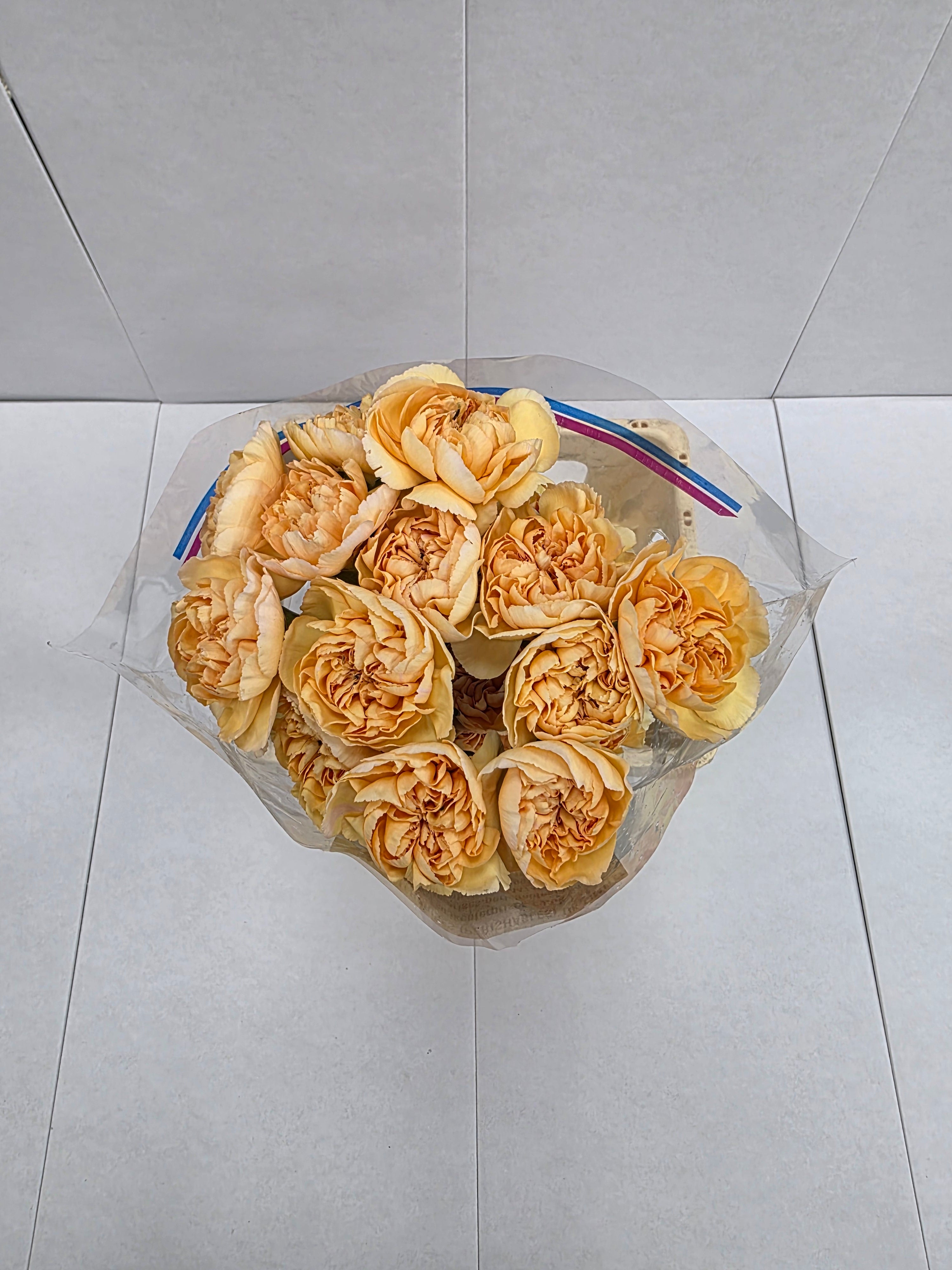 Farm Fresh Carnation Gold(Bunch of 25 stems, Length 70cm)