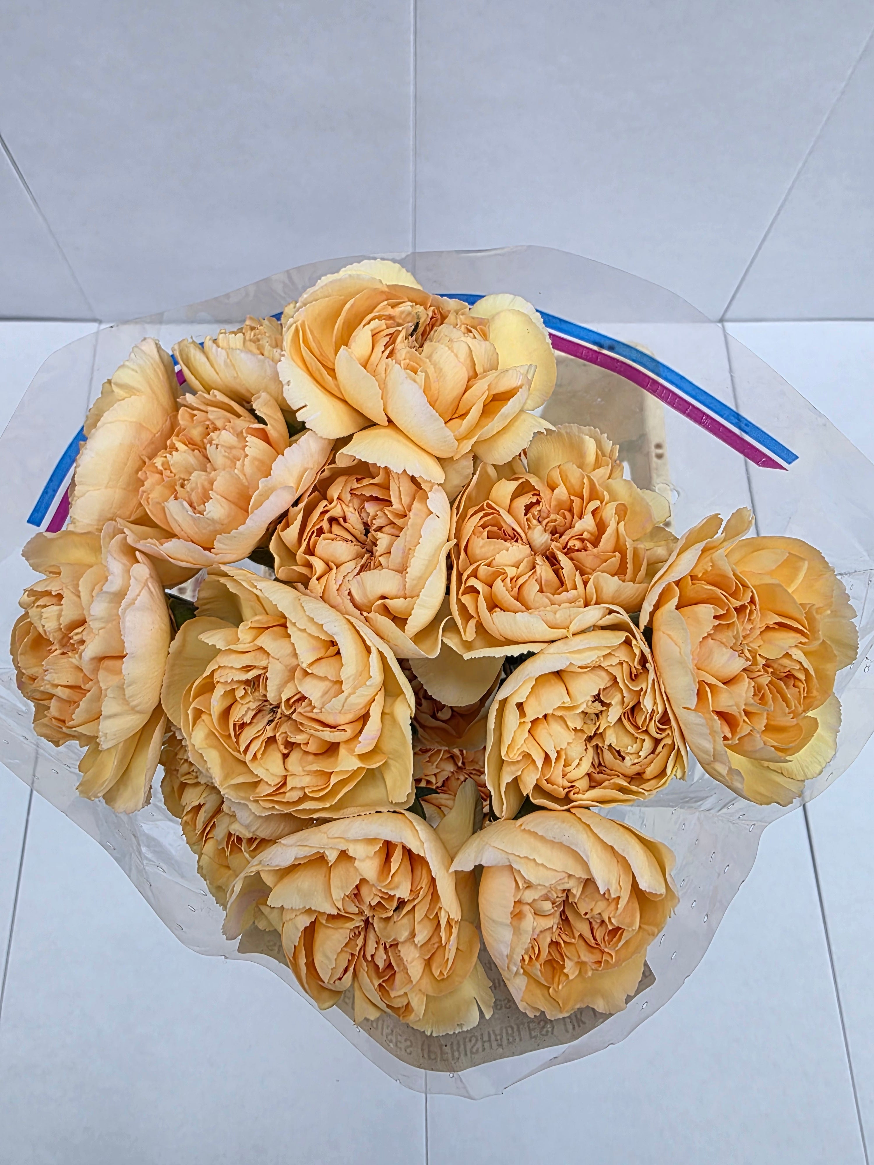 Farm Fresh Carnation Gold(Bunch of 25 stems, Length 70cm)