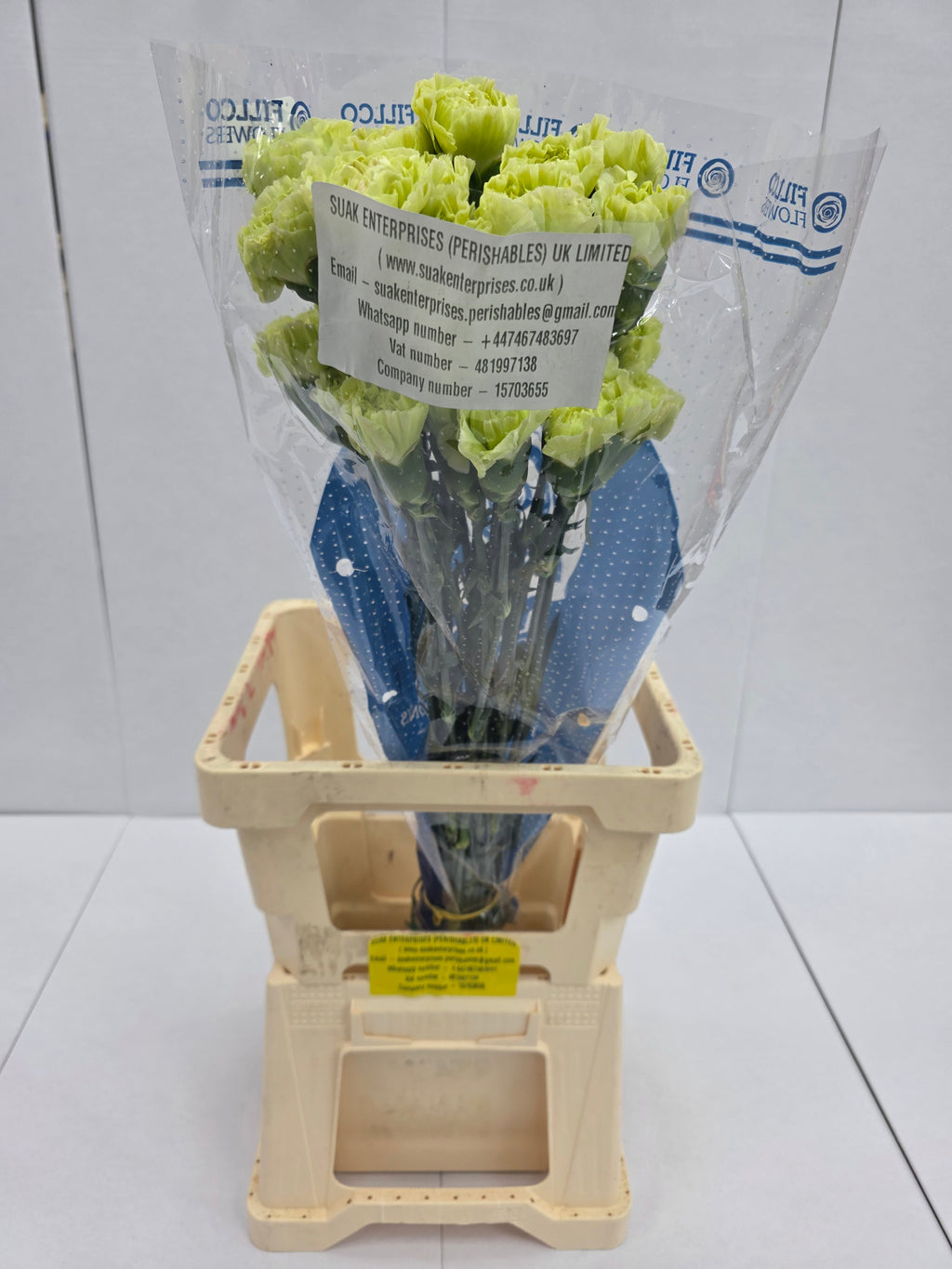 Farm Fresh Carnation Green ( Bunch of 25stems, Length 70cm)