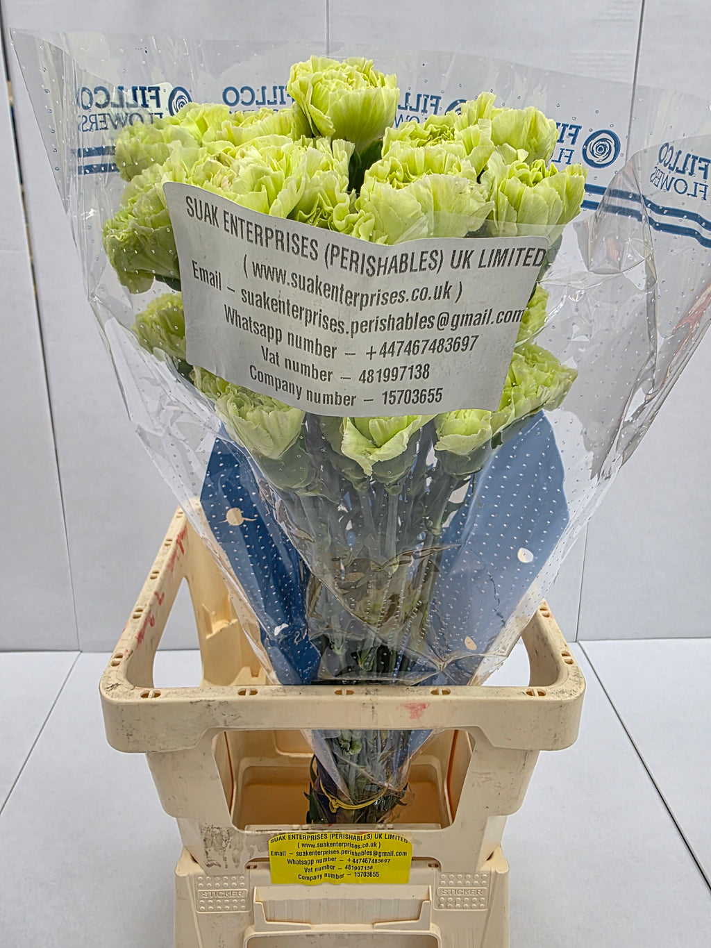 Farm Fresh Carnation Green ( Bunch of 25stems, Length 70cm)