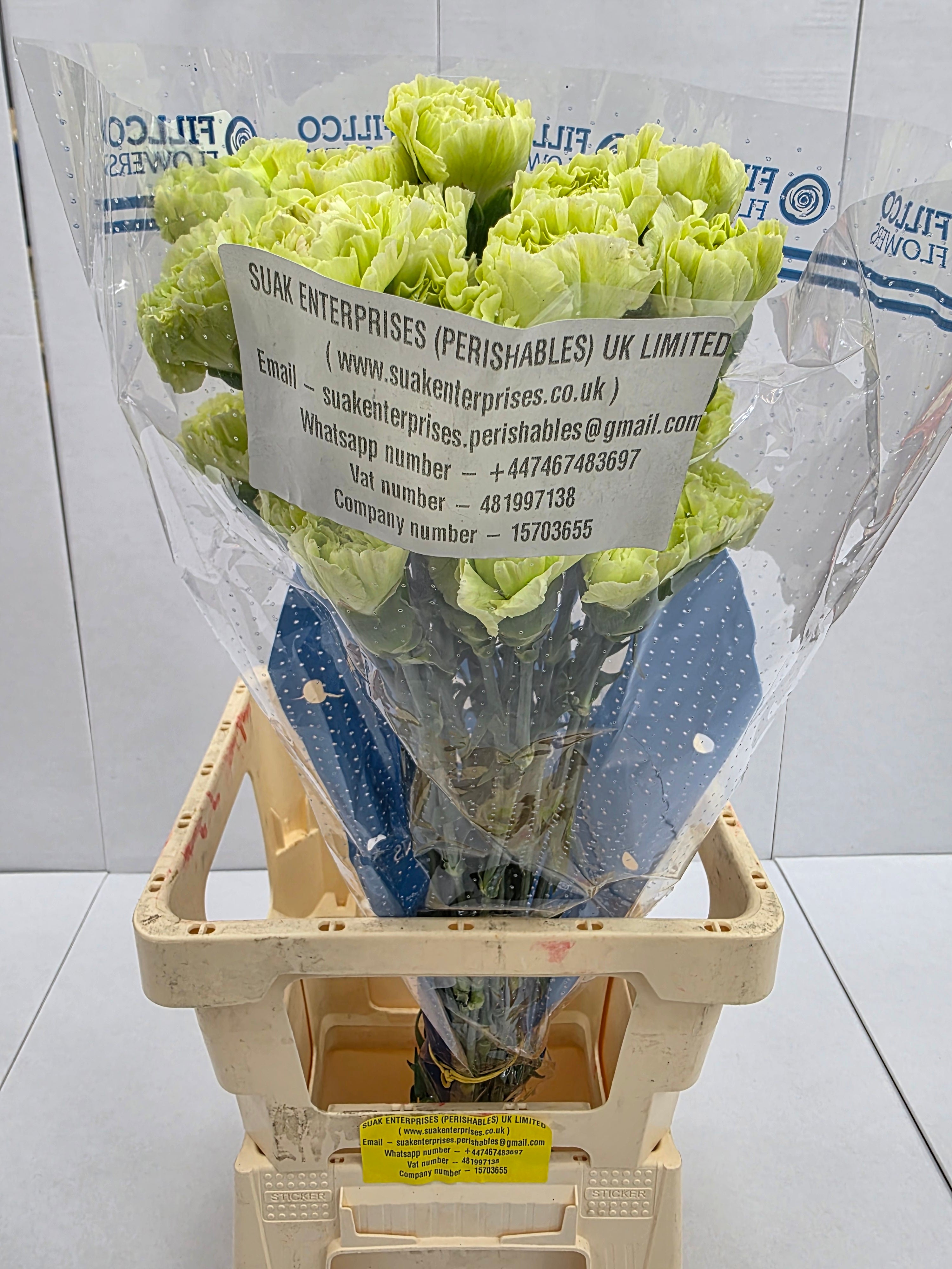 Farm Fresh Carnation Green ( Bunch of 25stems, Length 70cm)