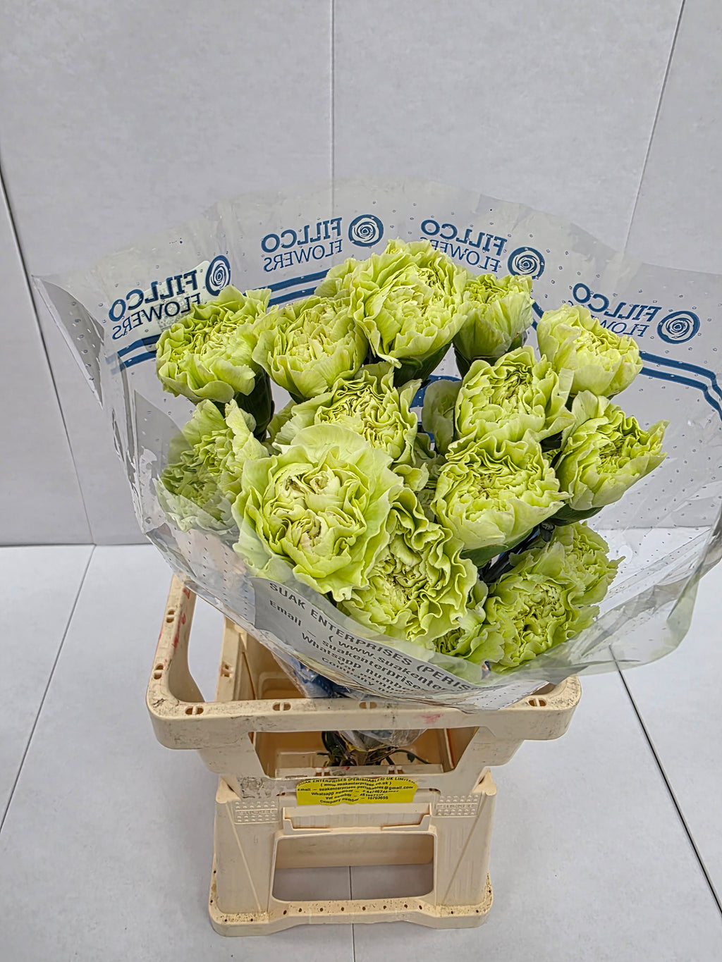 Farm Fresh Carnation Green ( Bunch of 25stems, Length 70cm)