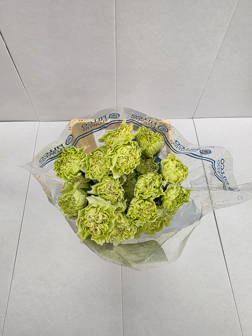 Farm Fresh Carnation Green ( Bunch of 25stems, Length 70cm)
