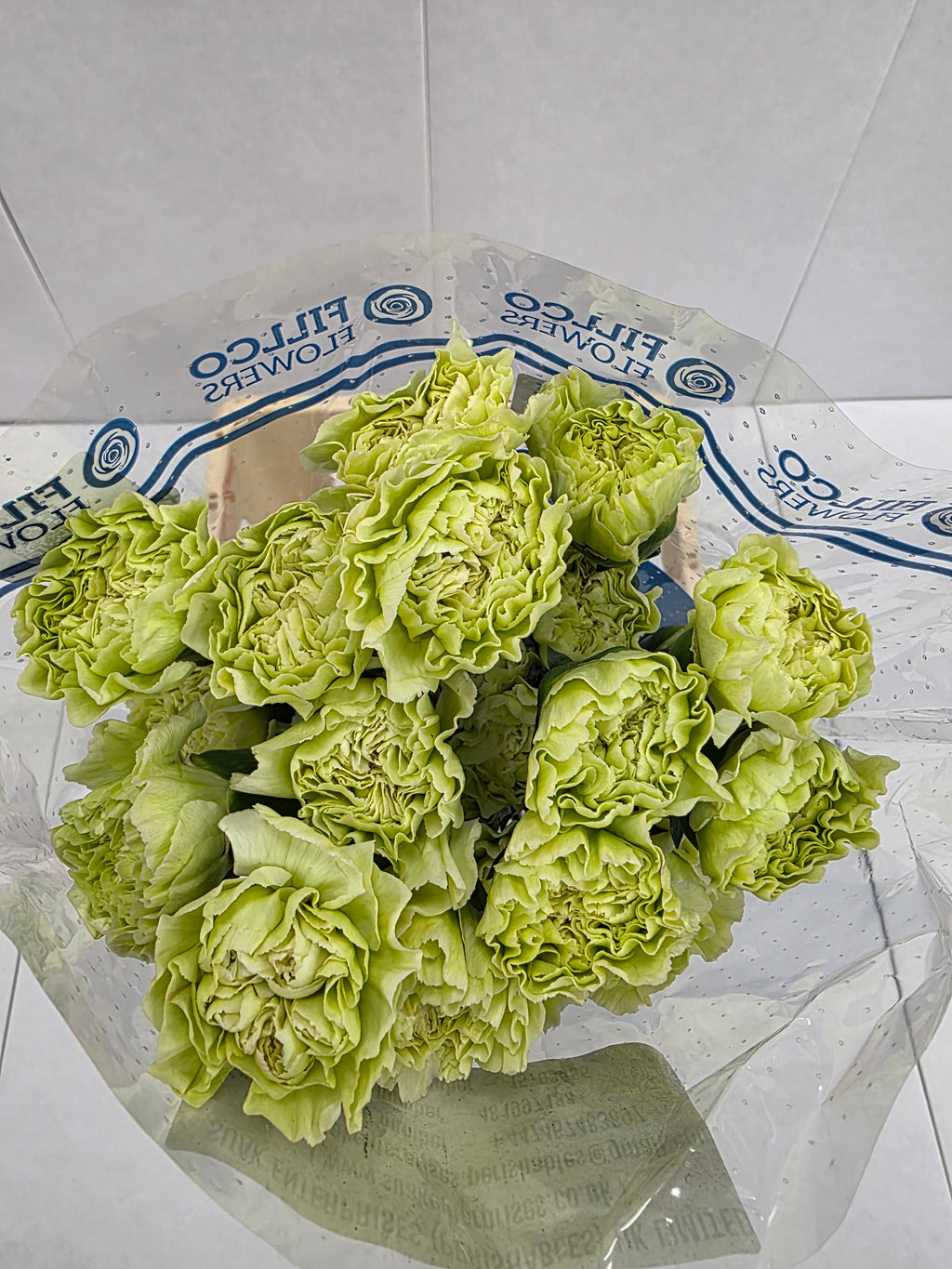 Farm Fresh Carnation Green ( Bunch of 25stems, Length 70cm)