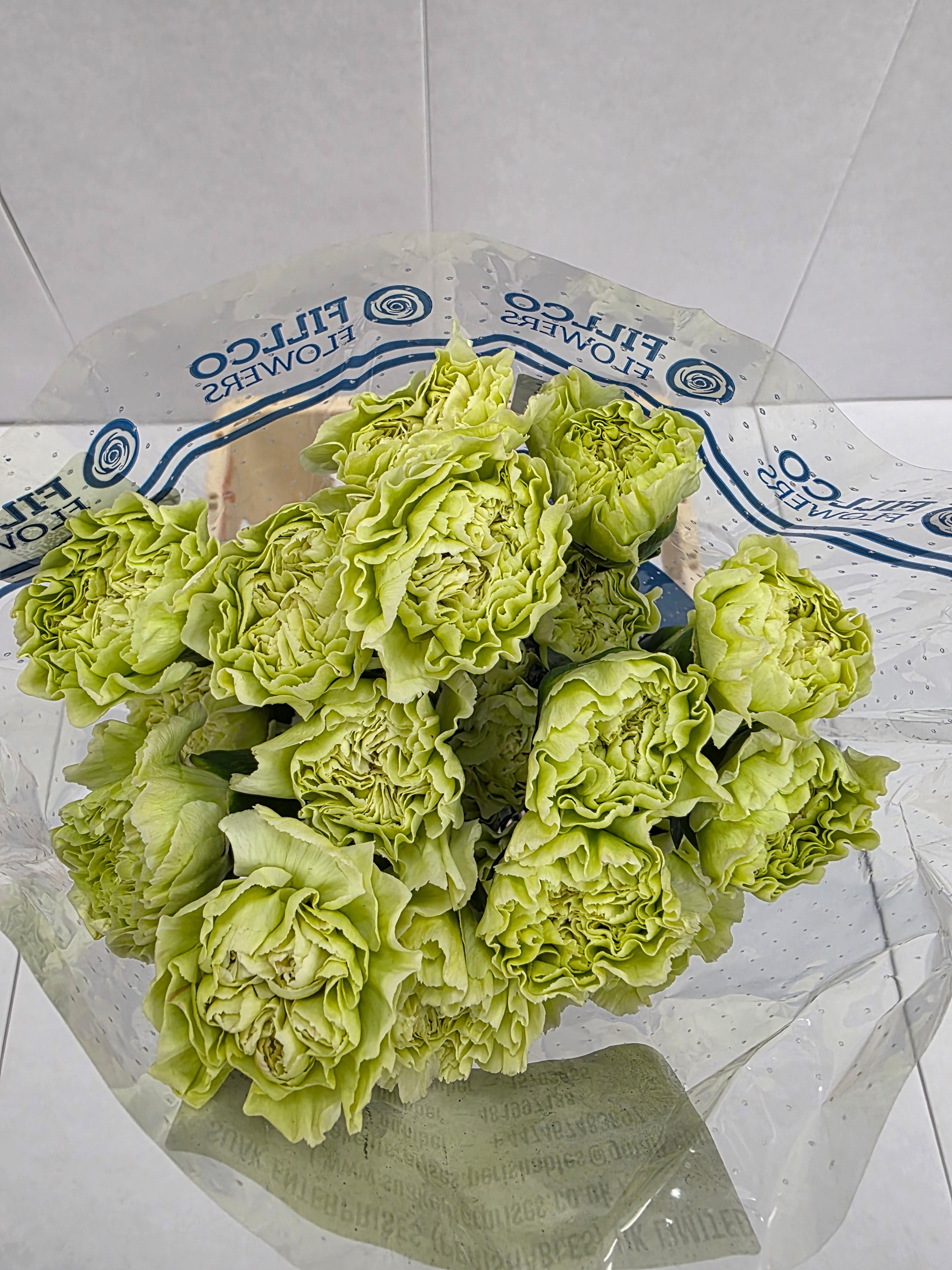 Farm Fresh Carnation Green ( Bunch of 25stems, Length 70cm)