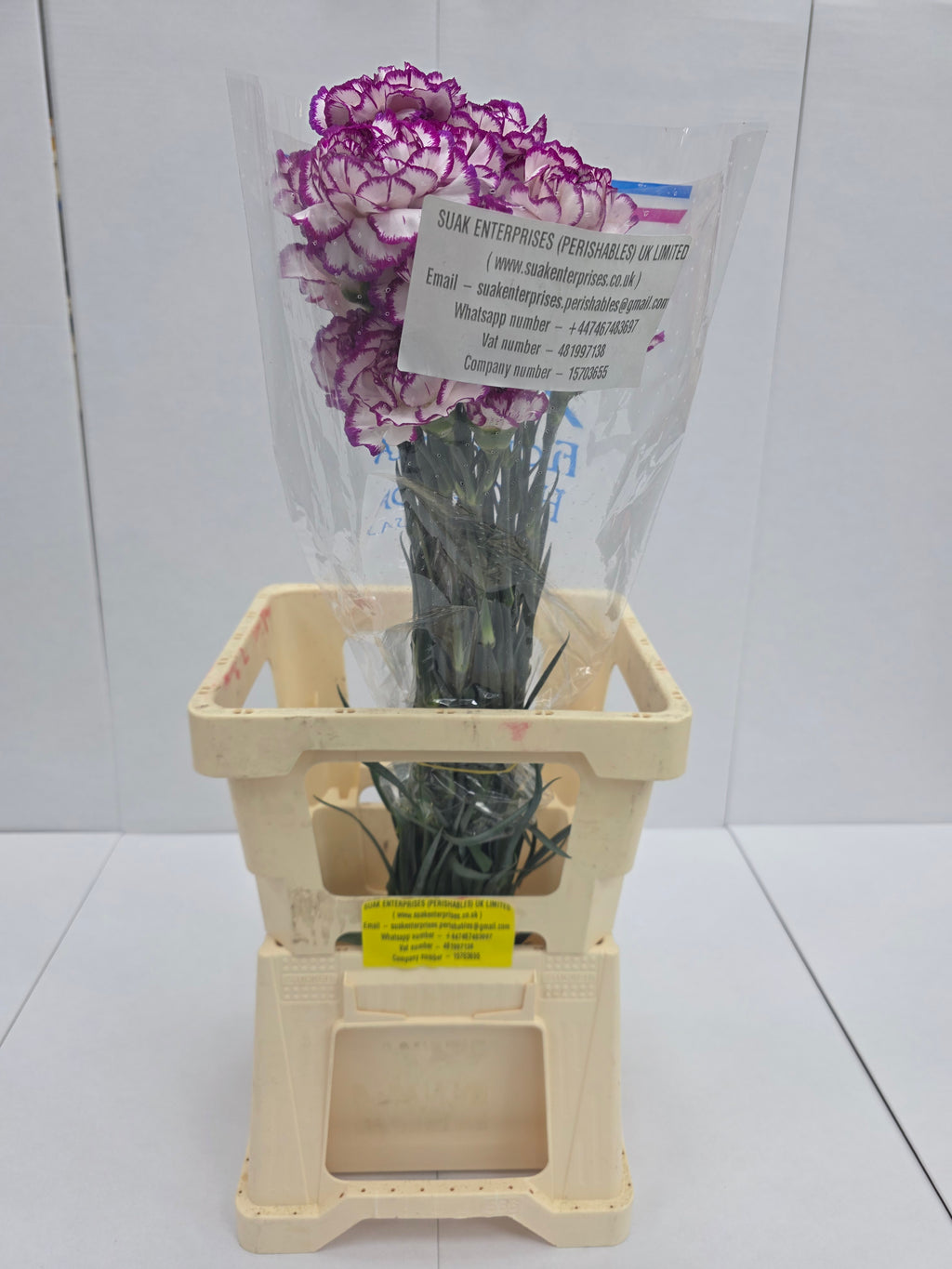 Farm Fresh Carnation Kino( Bunch of 25 stems, Length 70cm)