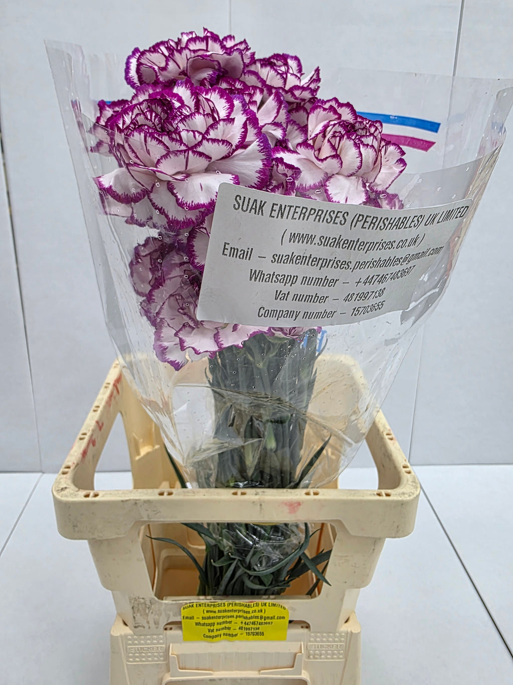 Farm Fresh Carnation Kino( Bunch of 25 stems, Length 70cm)