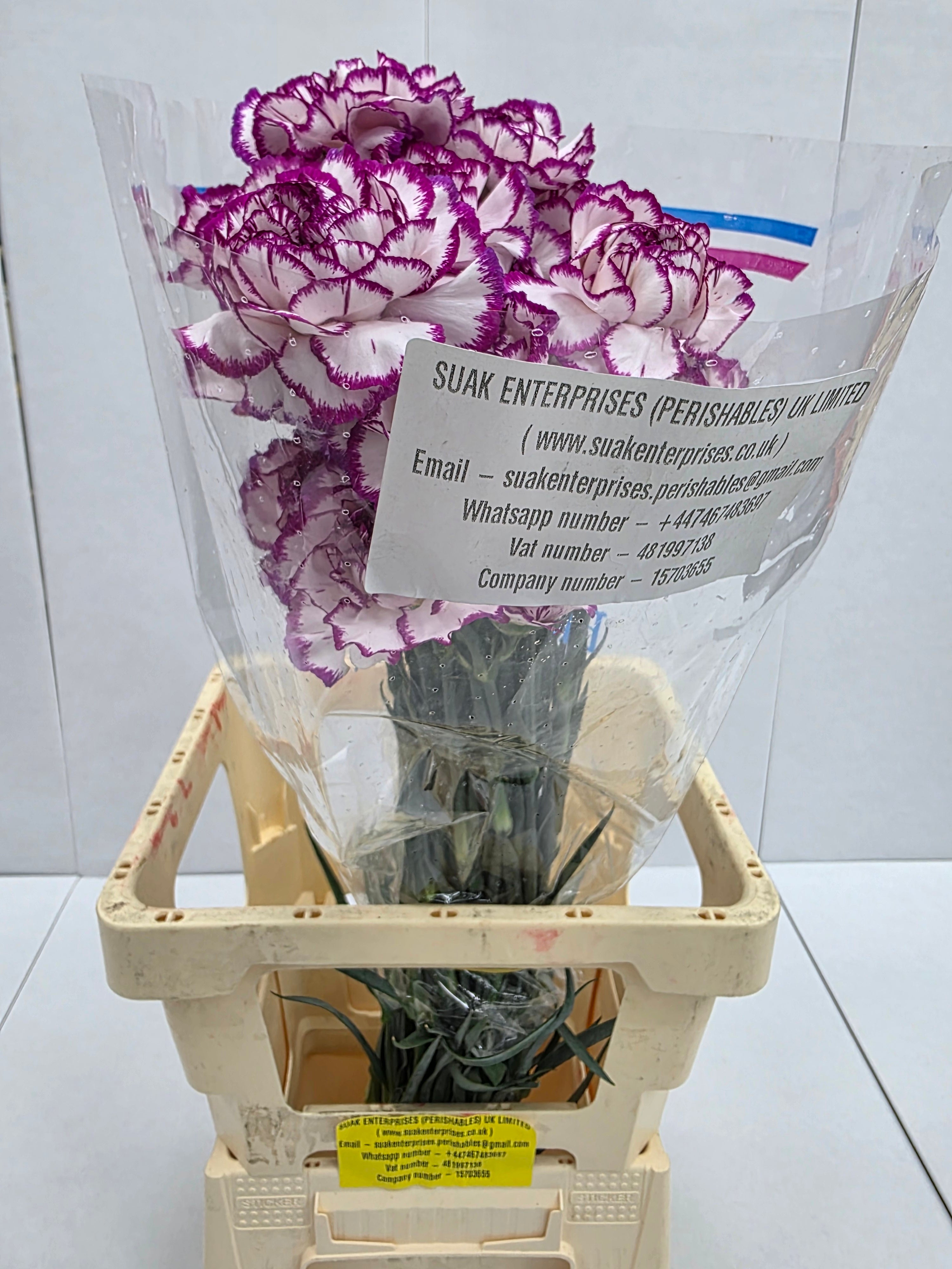 Farm Fresh Carnation Kino( Bunch of 25 stems, Length 70cm)
