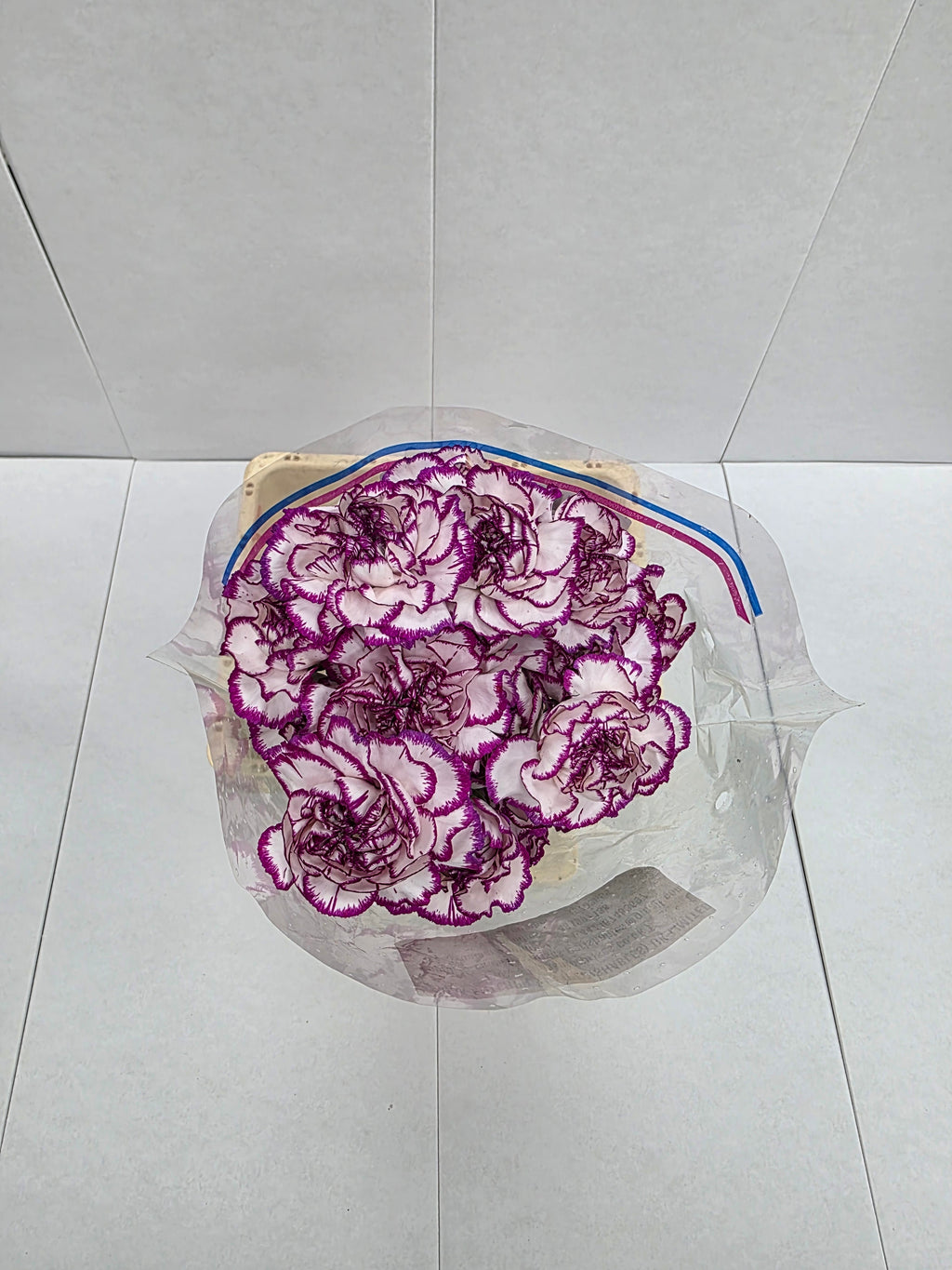 Farm Fresh Carnation Kino( Bunch of 25 stems, Length 70cm)