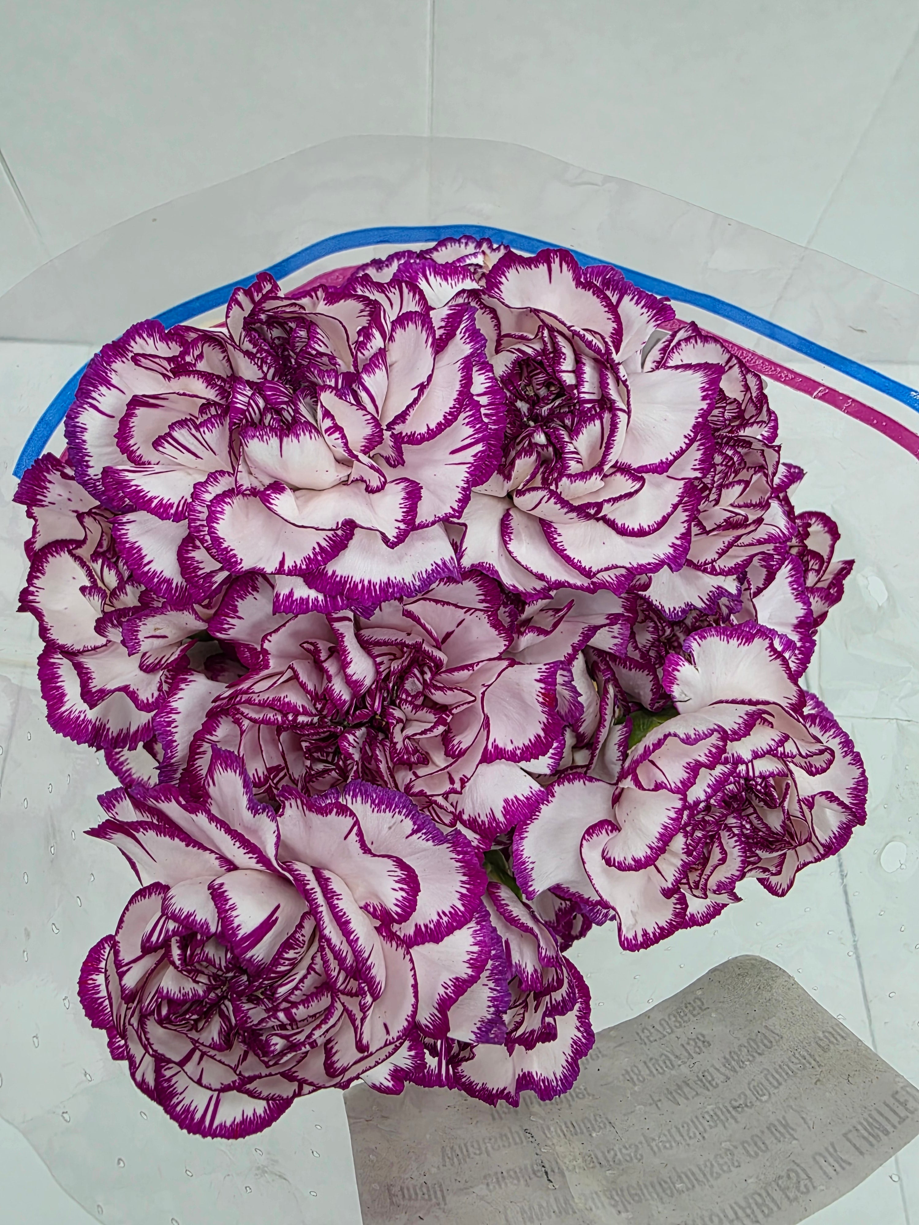 Farm Fresh Carnation Kino( Bunch of 25 stems, Length 70cm)