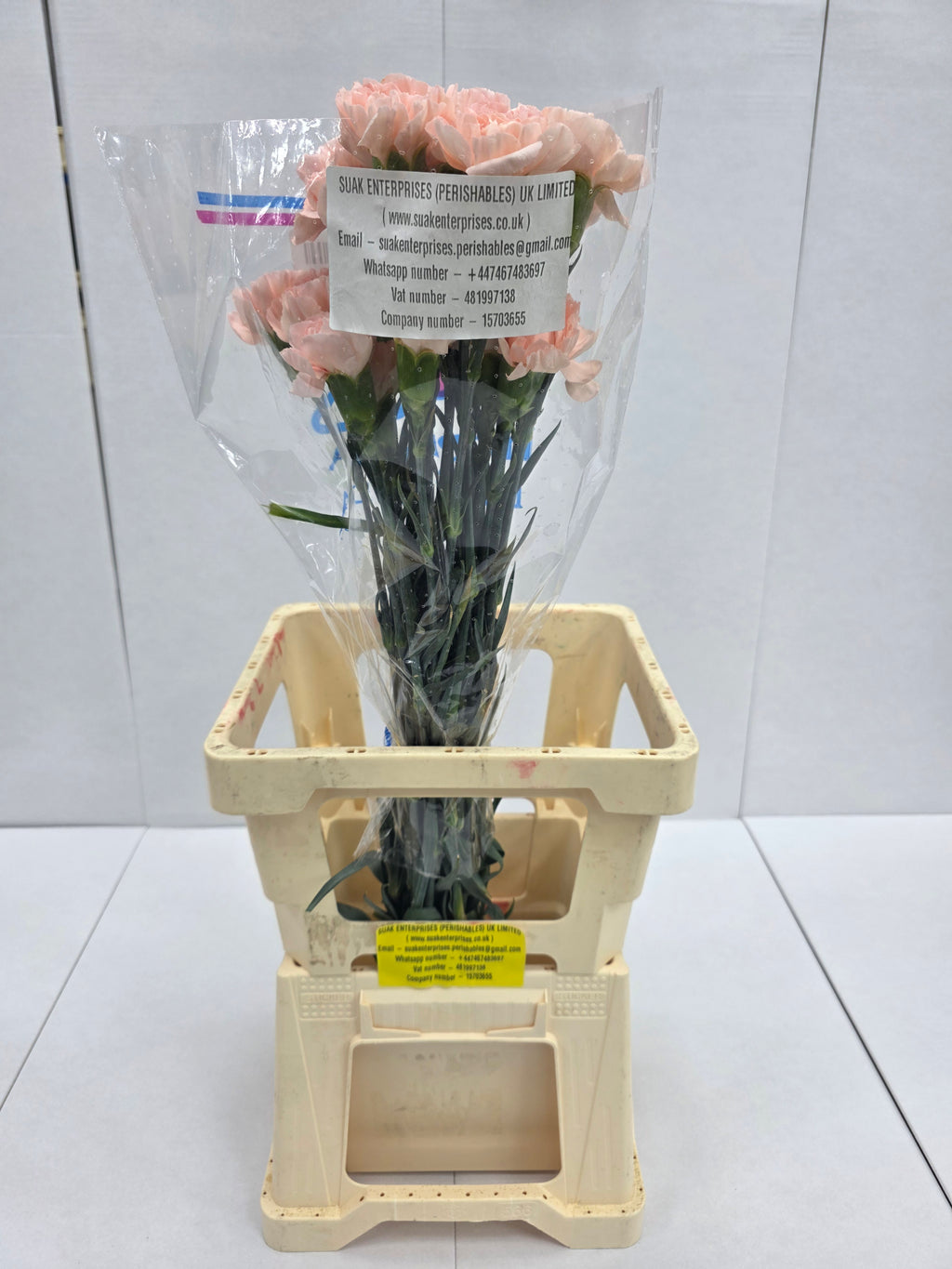 Farm Fresh Carnation Peach (Bunch of 25stems, Length 70cm)