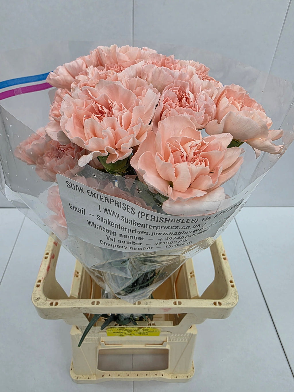 Farm Fresh Carnation Peach (Bunch of 25stems, Length 70cm)