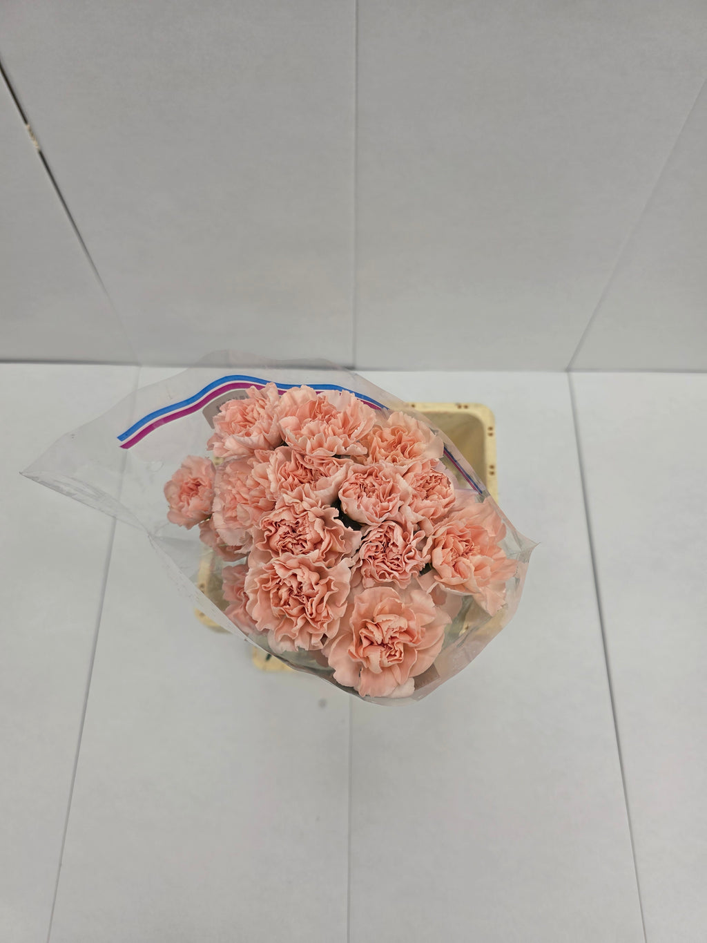Farm Fresh Carnation Peach (Bunch of 25stems, Length 70cm)
