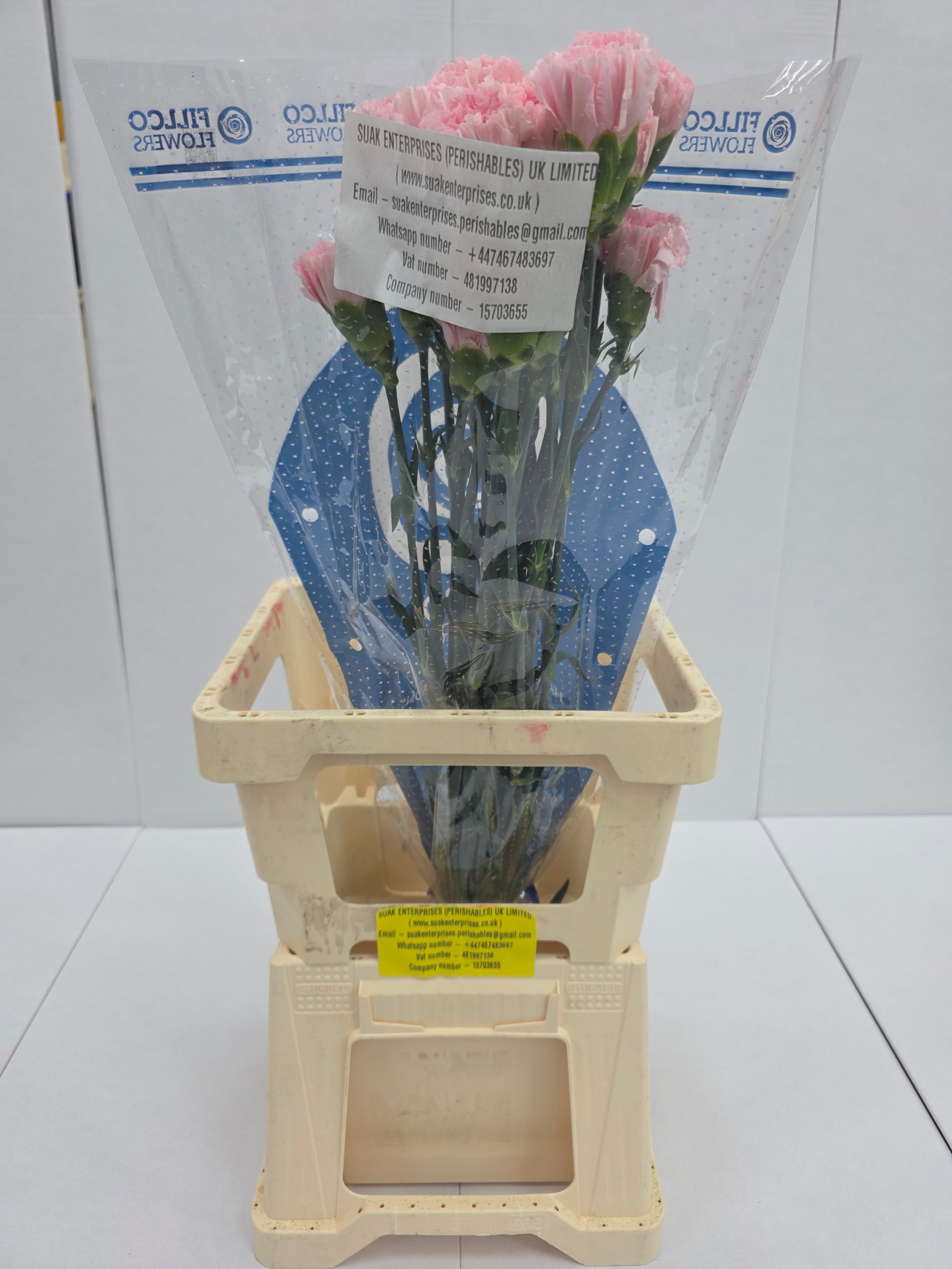 Farm Fresh Carnation Pink(Bunch of 25 stems, Length 70cm)