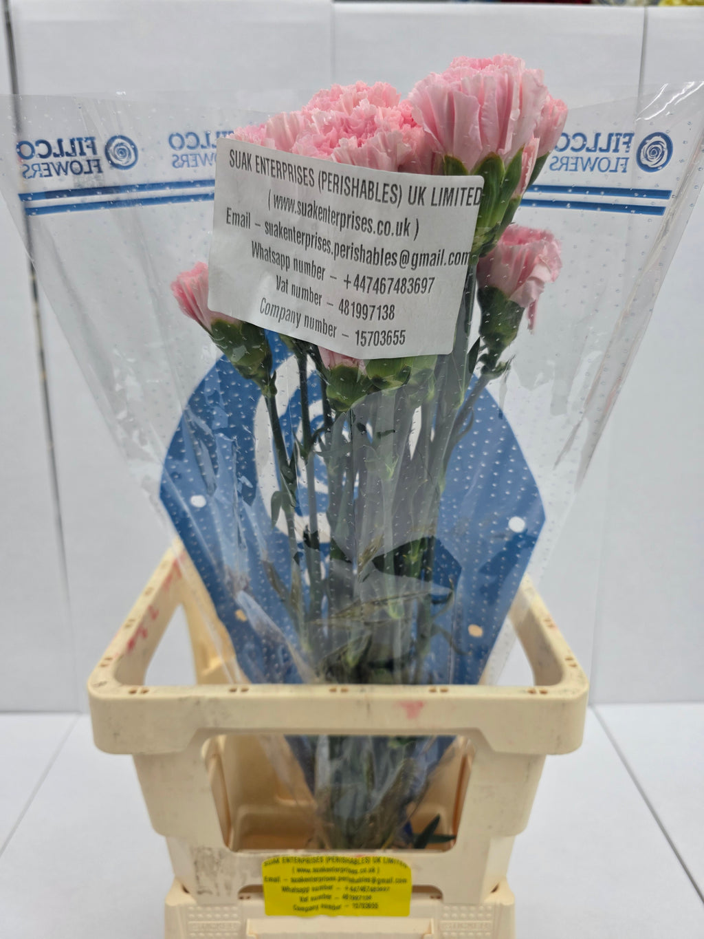 Farm Fresh Carnation Pink(Bunch of 25 stems, Length 70cm)
