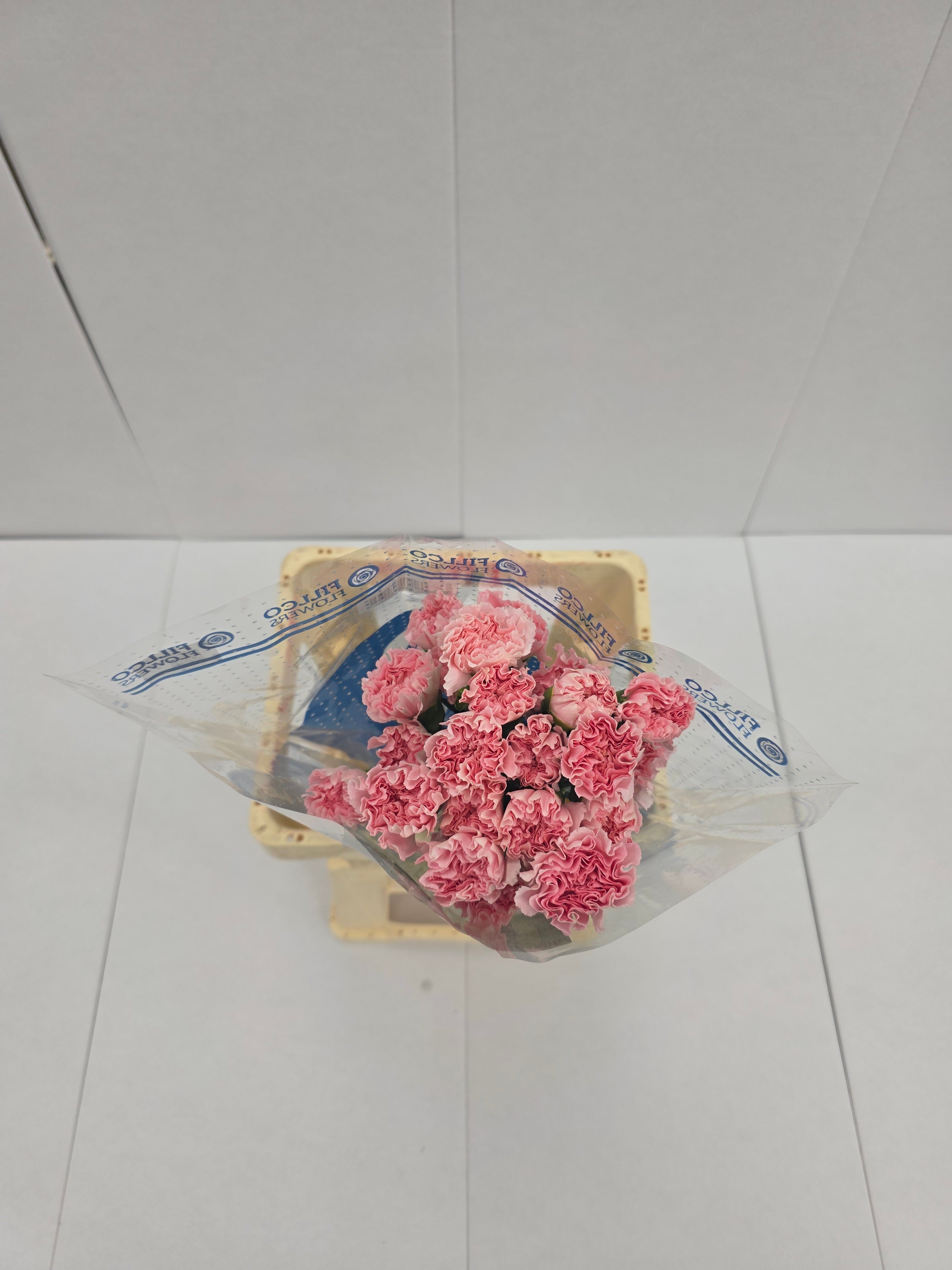 Farm Fresh Carnation Pink(Bunch of 25 stems, Length 70cm)