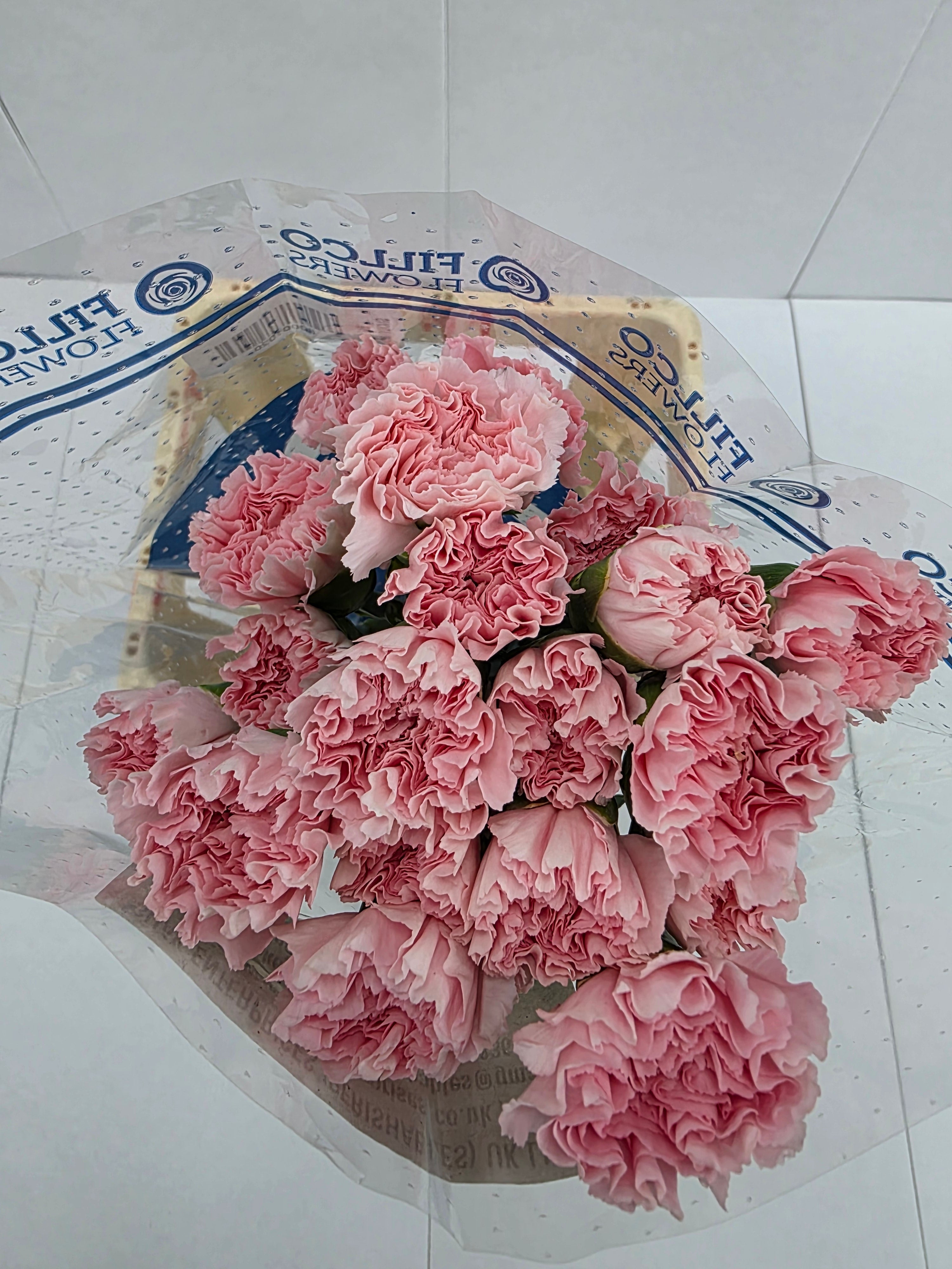 Farm Fresh Carnation Pink(Bunch of 25 stems, Length 70cm)