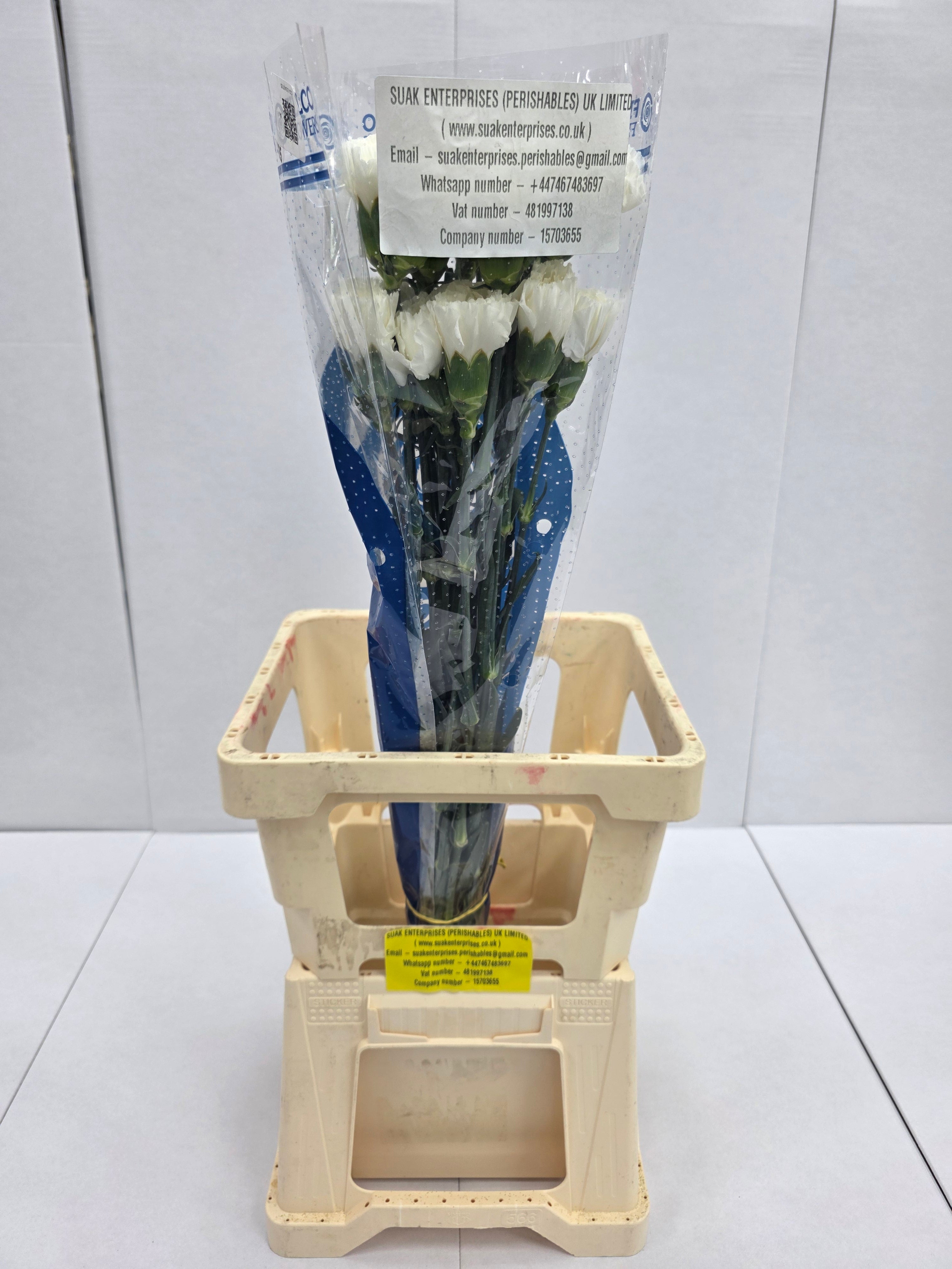 Farm Fresh Carnation White(Bunch of 25 stems, Length 70cm)