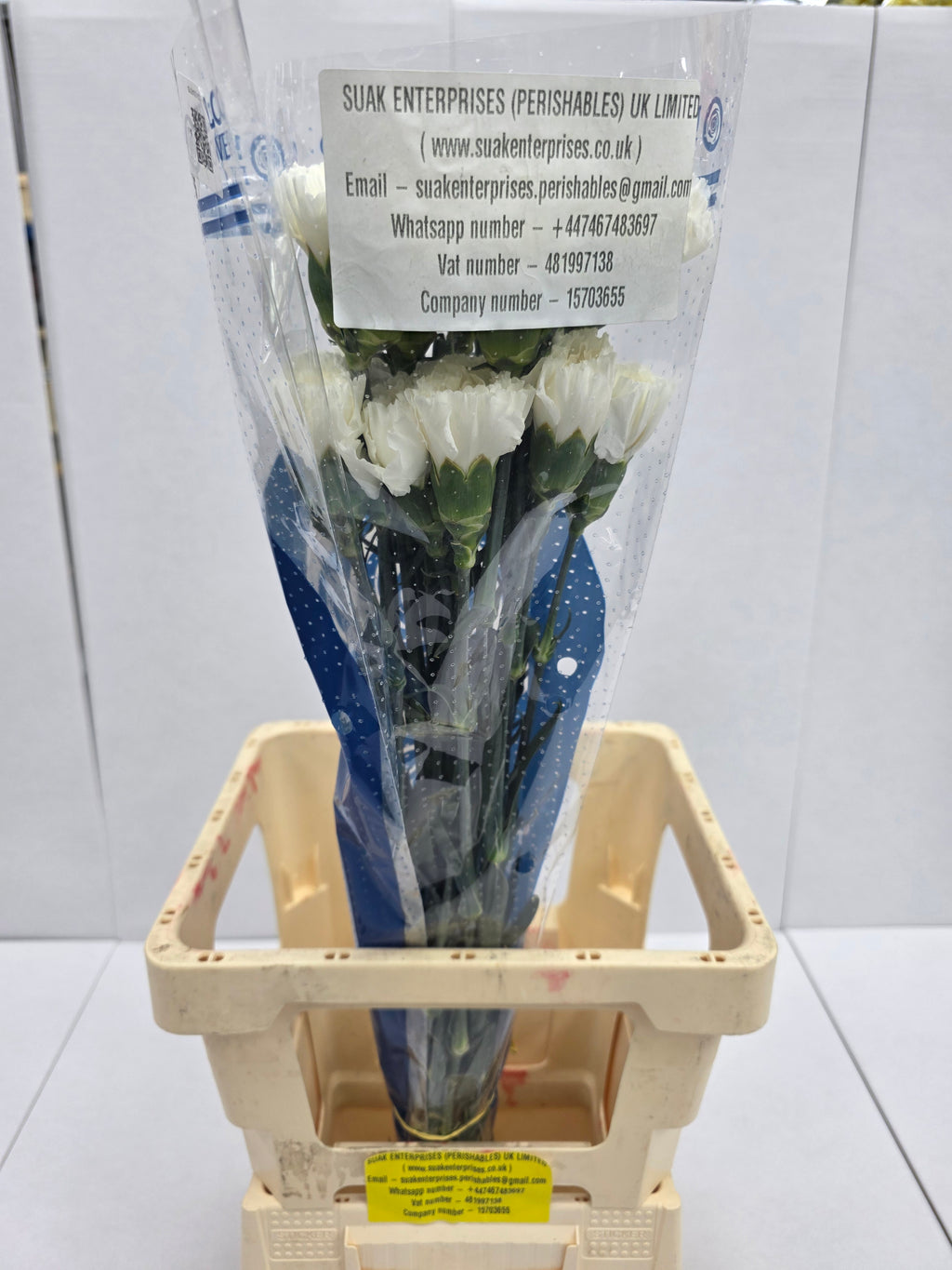Farm Fresh Carnation White(Bunch of 25 stems, Length 70cm)
