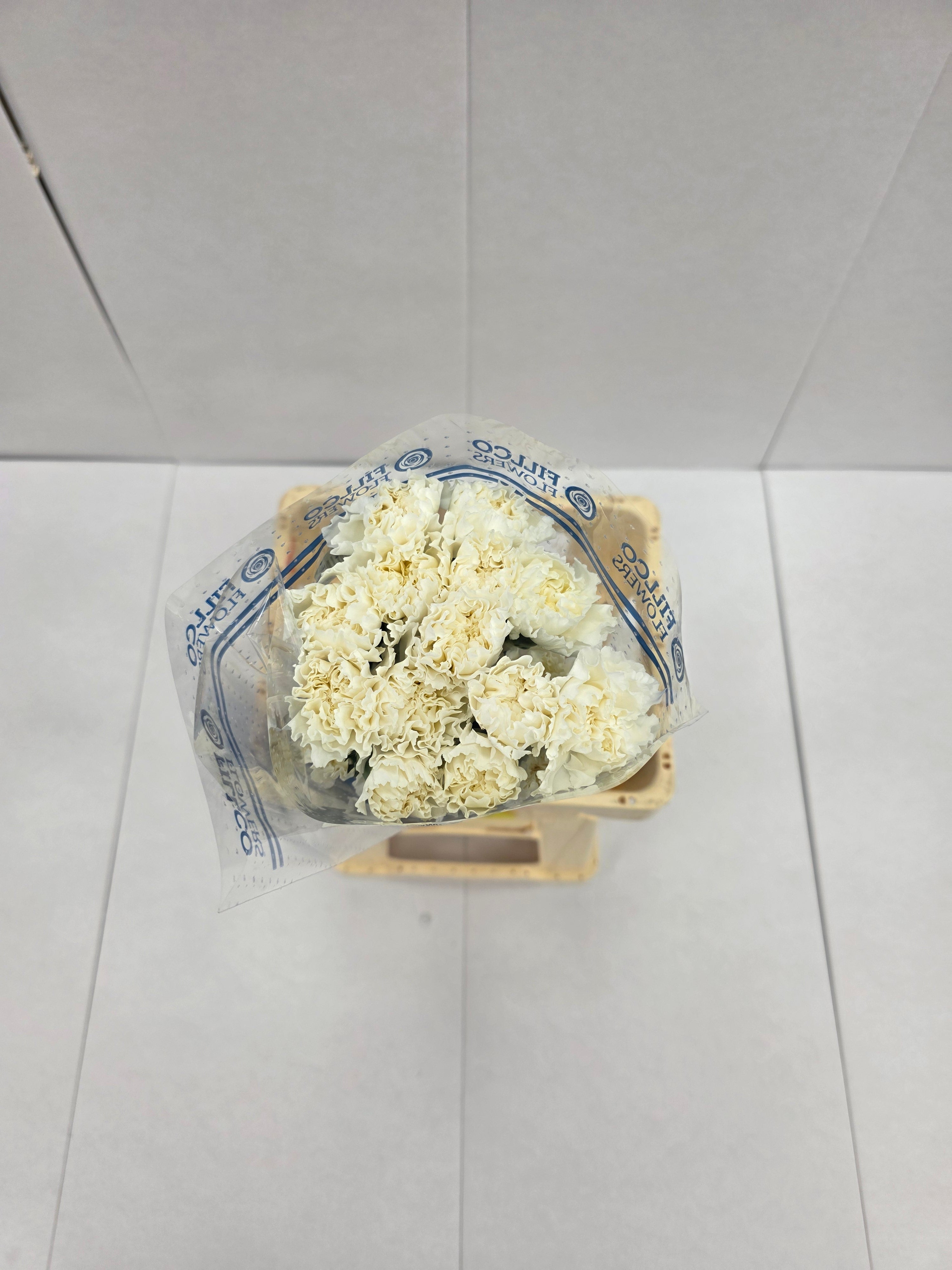 Farm Fresh Carnation White(Bunch of 25 stems, Length 70cm)
