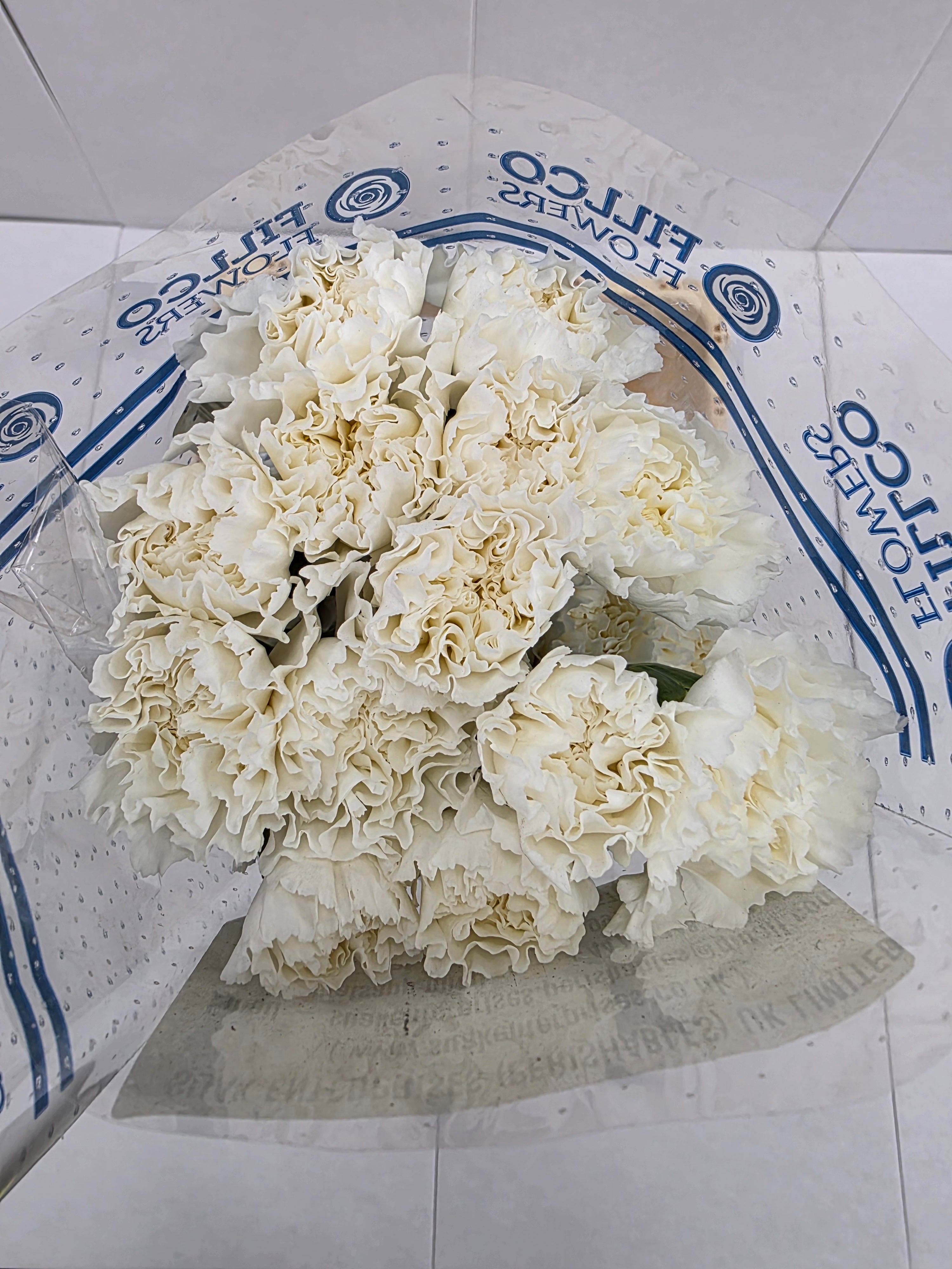 Farm Fresh Carnation White(Bunch of 25 stems, Length 70cm)