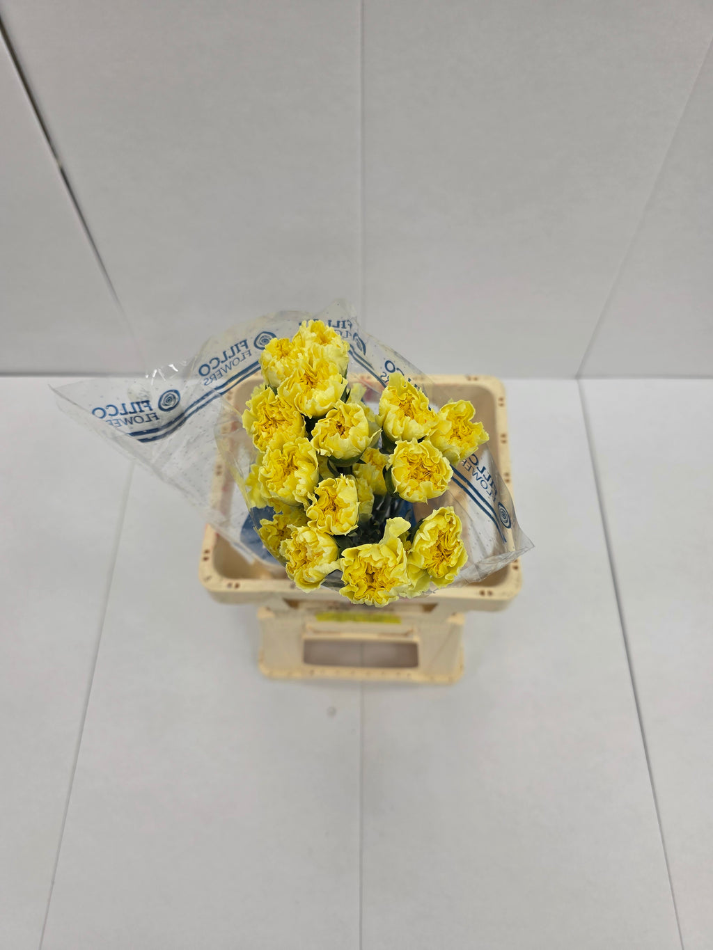 Farm Fresh Carnation Yellow(Bunch of25 stems, Length 70cm)