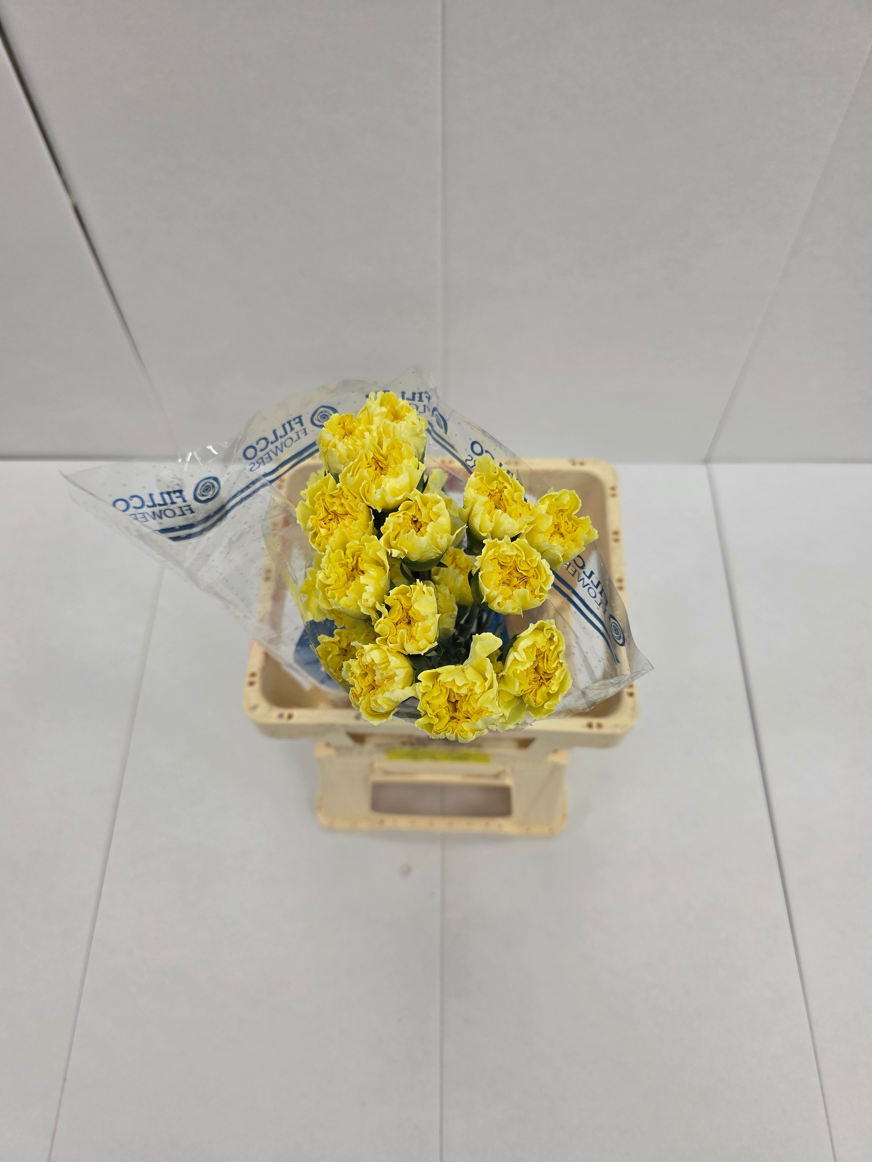 Farm Fresh Carnation Yellow(Bunch of25 stems, Length 70cm)